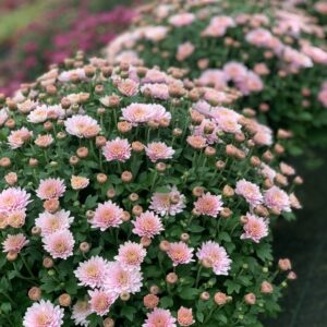 Chrysanthemum Indicum bol dia 20