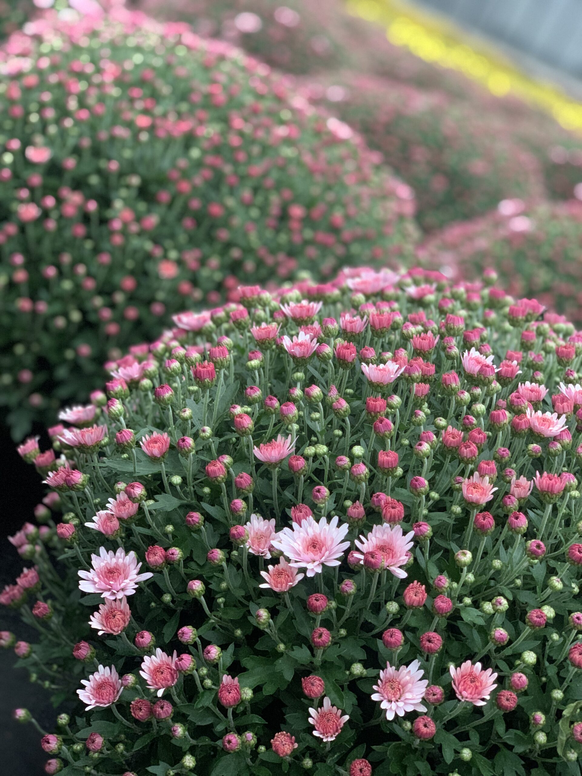 Chrysanthemum Indicum bol dia 50-60 - Image 11