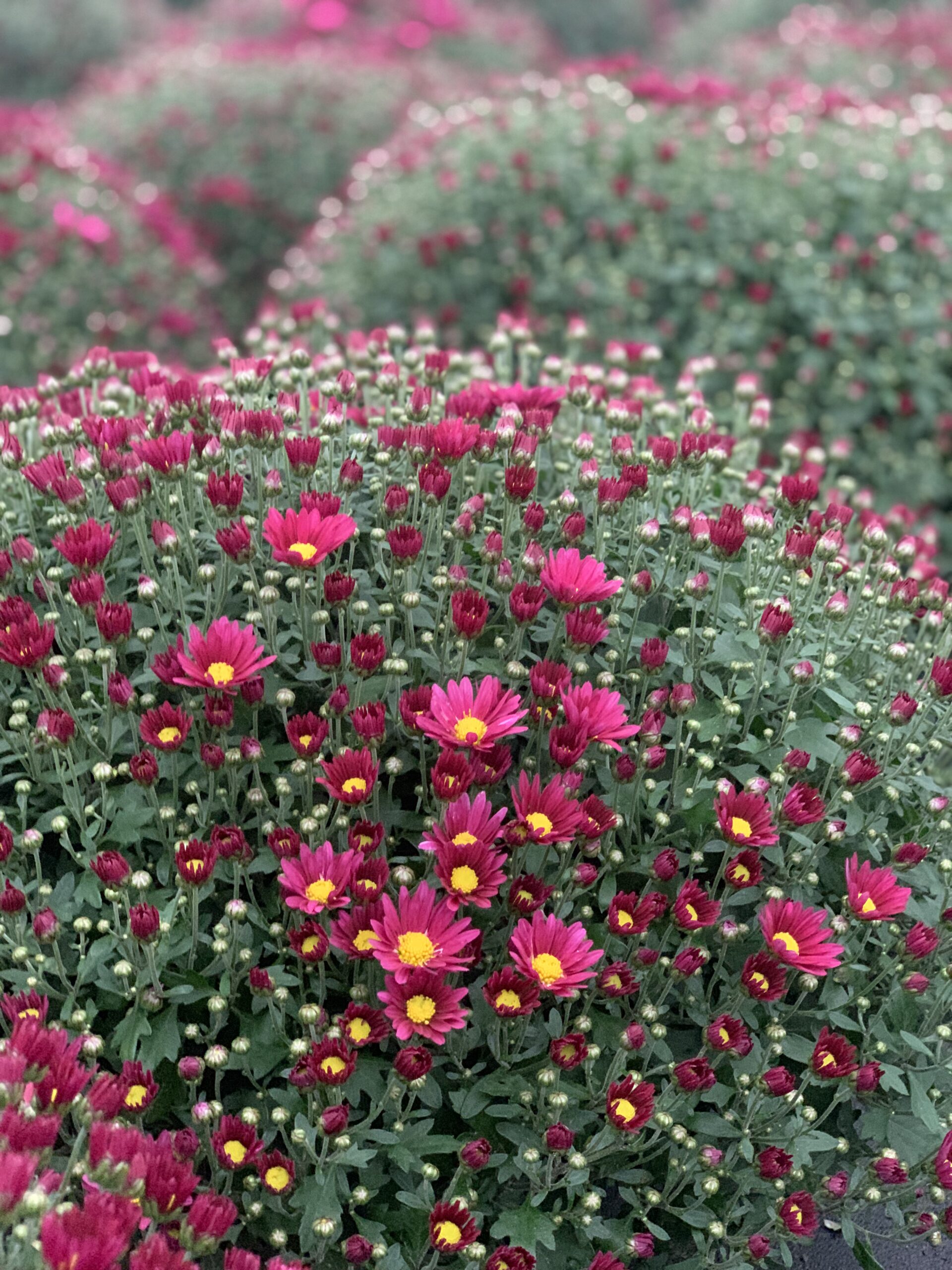Chrysanthemum Indicum bol dia 50-60 - Image 10
