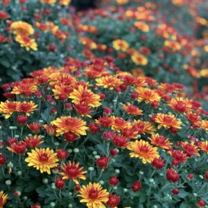 Chrysanthemum Indicum bol dia 50-60