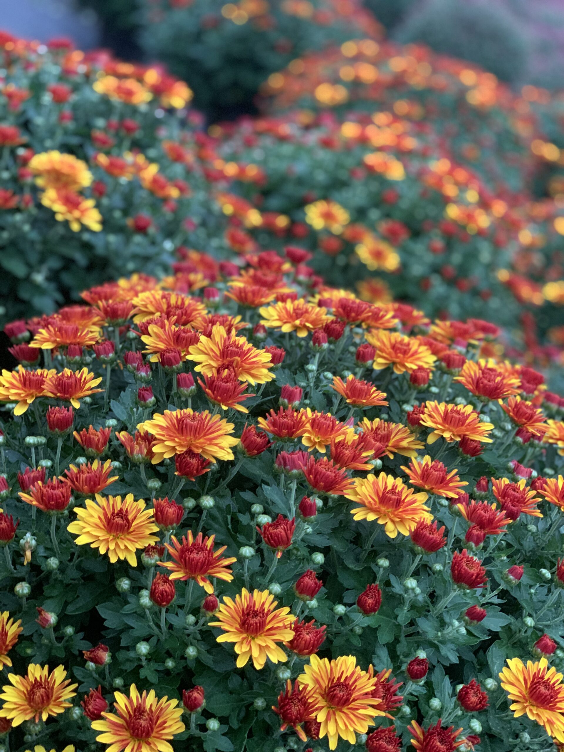 Chrysanthemum Indicum bol dia 50-60