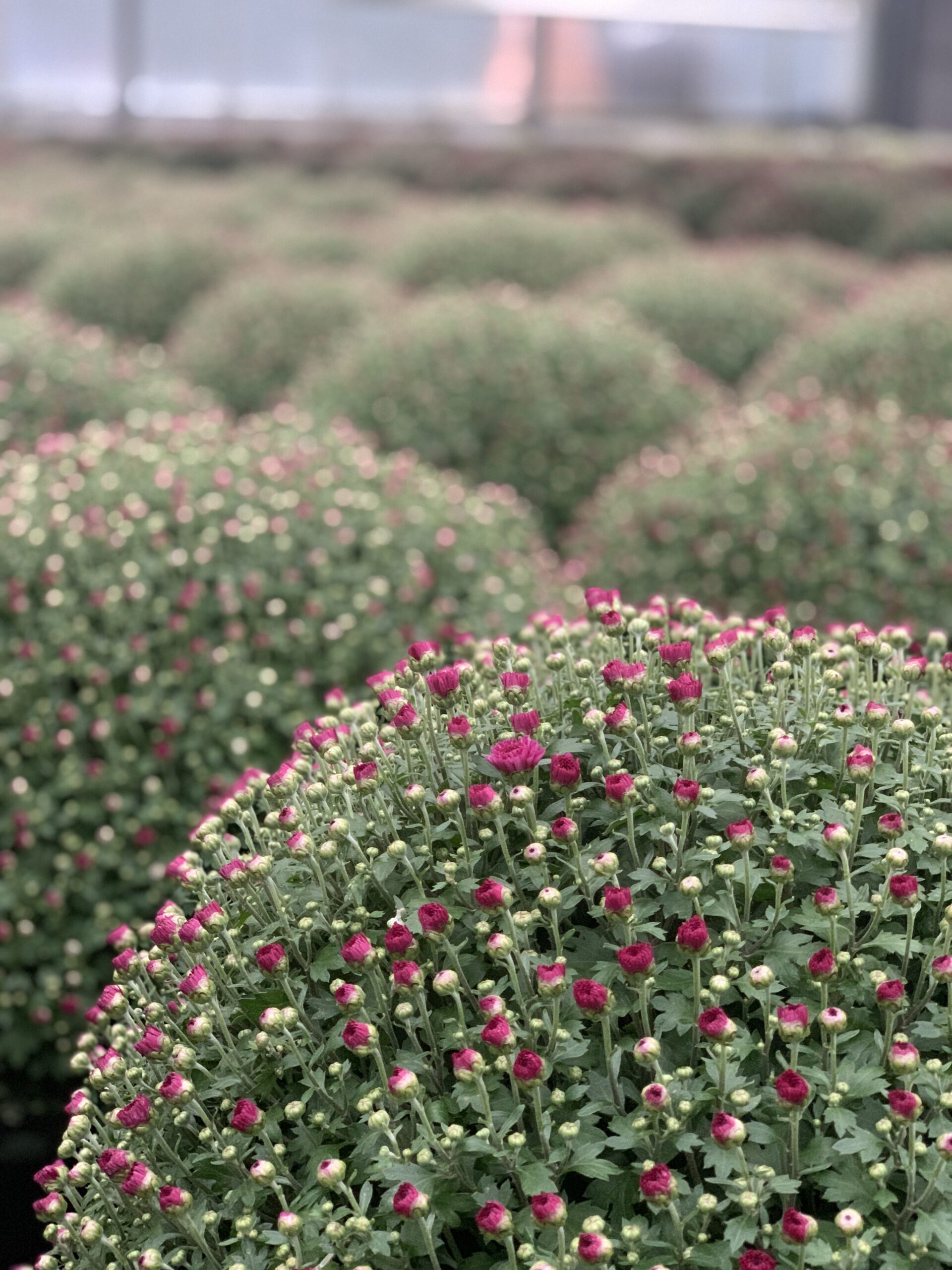 Chrysanthemum Indicum bol dia 50-60 - Image 9