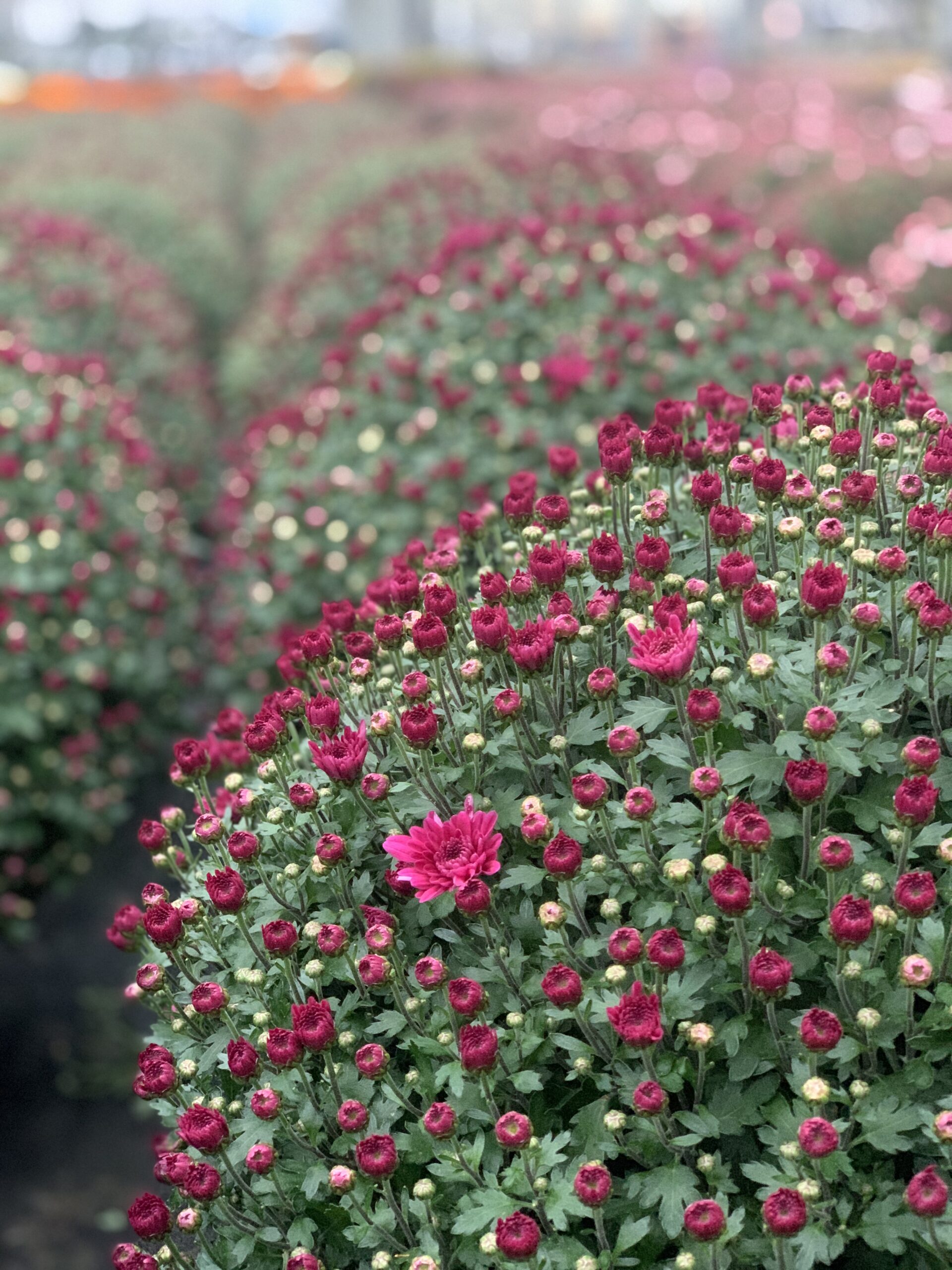 Chrysanthemum Indicum bol dia 50-60 - Image 5