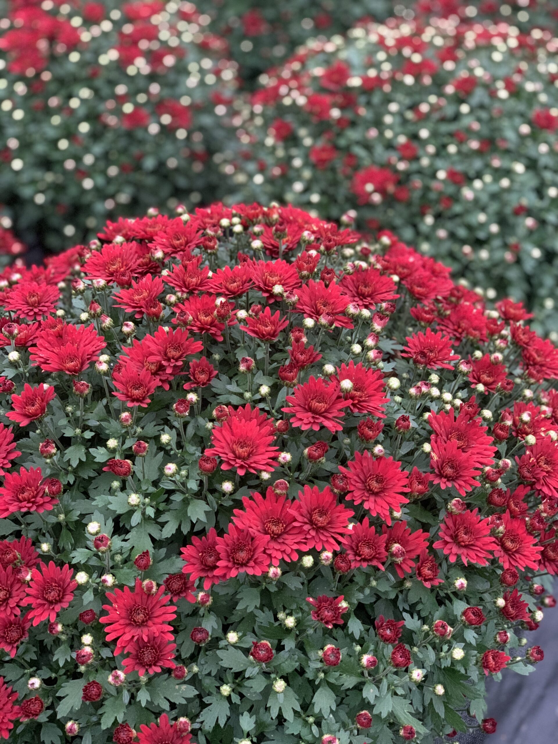 Chrysanthemum Indicum bol dia 50-60 - Image 4