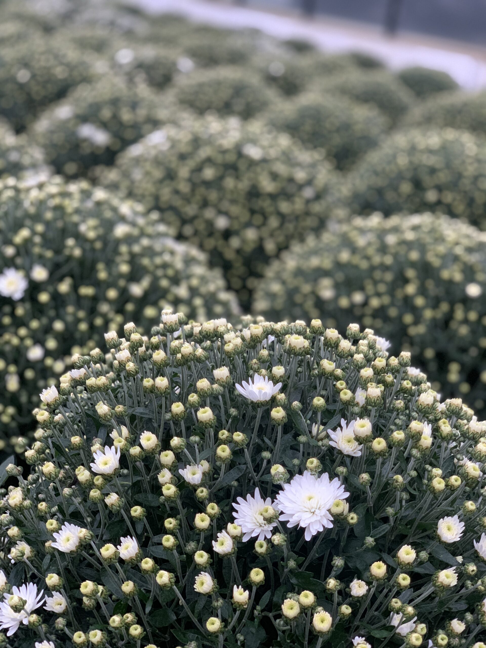 Chrysanthemum Indicum bol dia 50-60 - Image 7