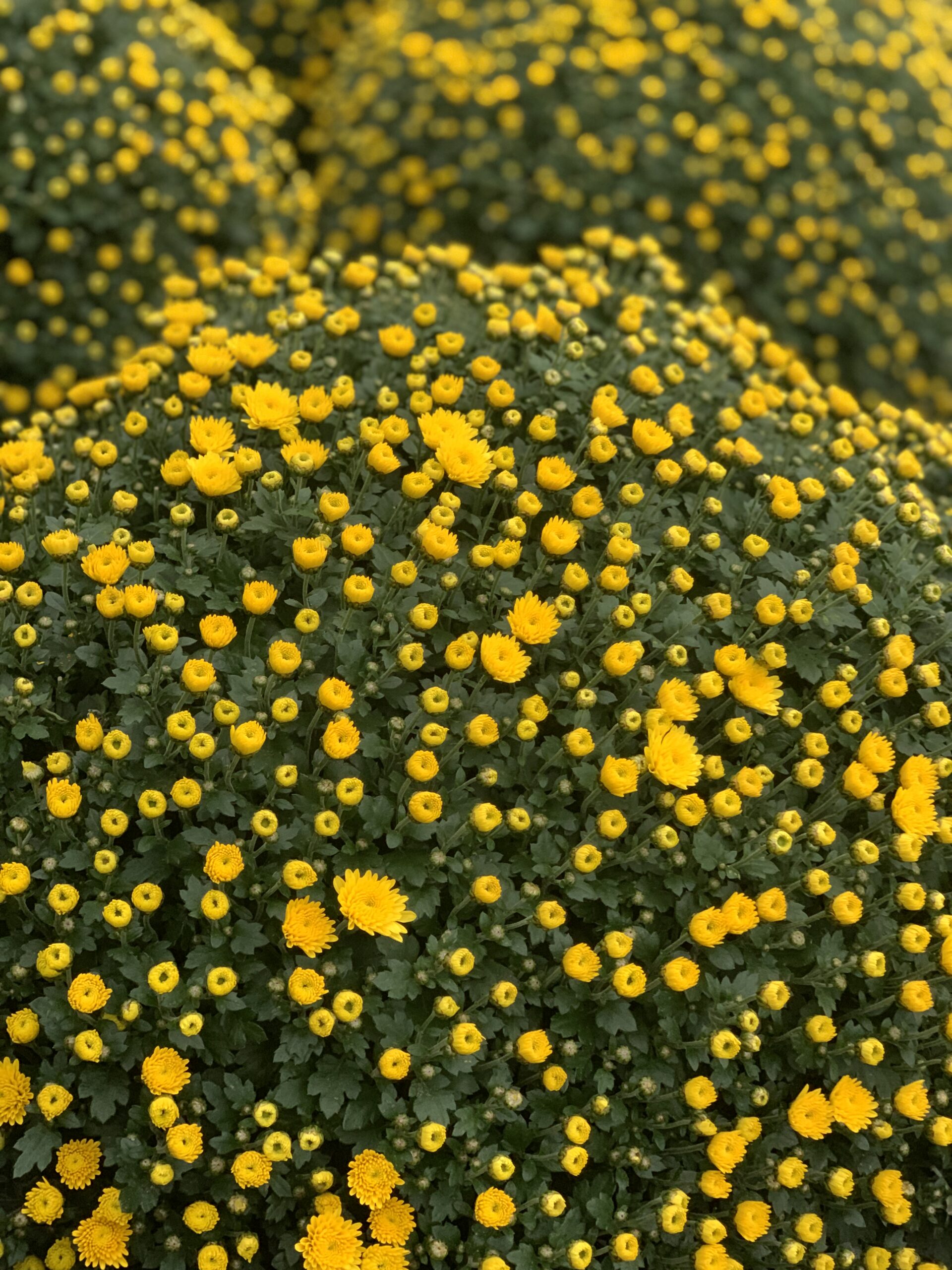 Chrysanthemum Indicum bol dia 50-60 - Image 8