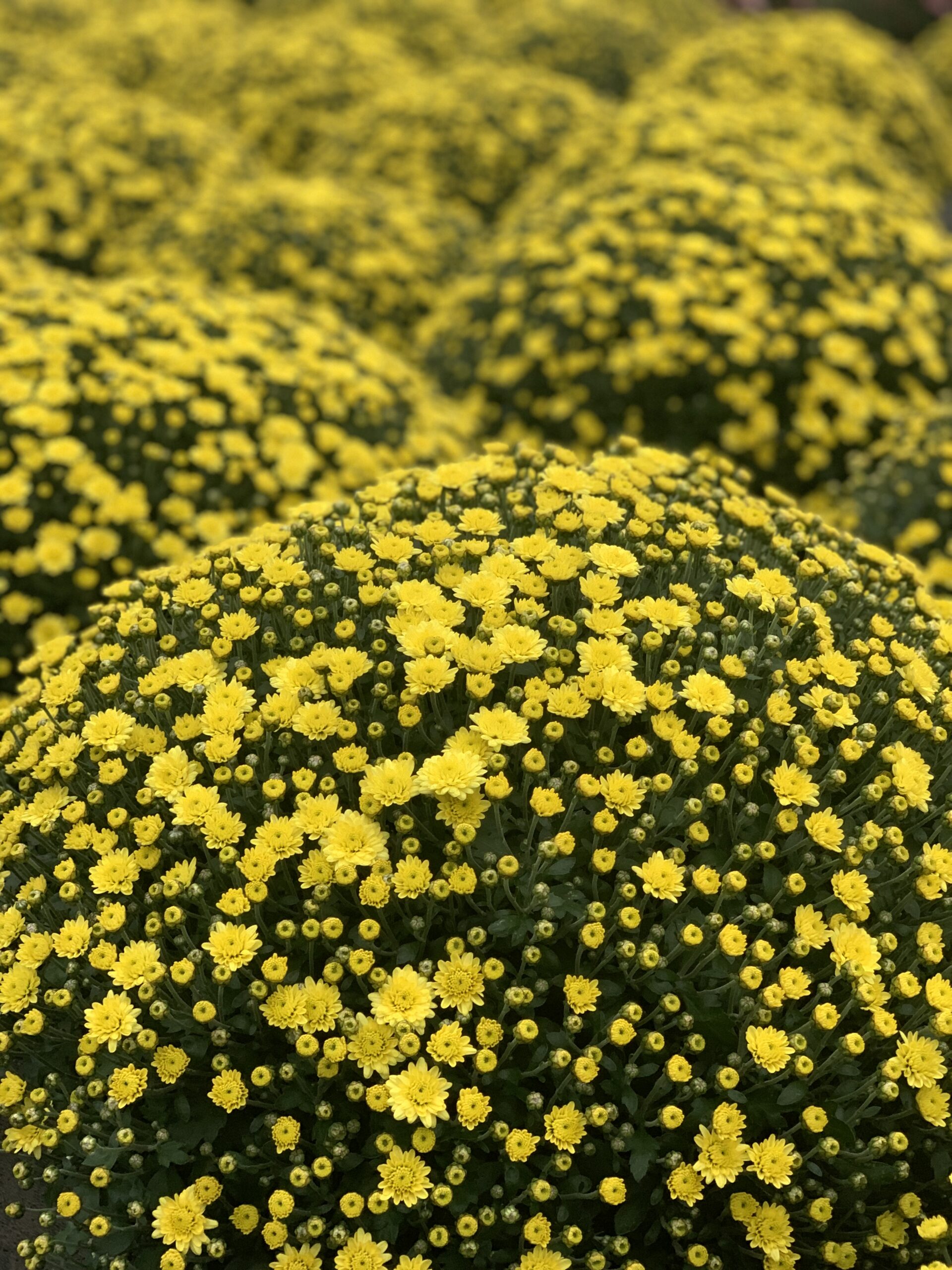 Chrysanthemum Indicum bol dia 50-60 - Image 6