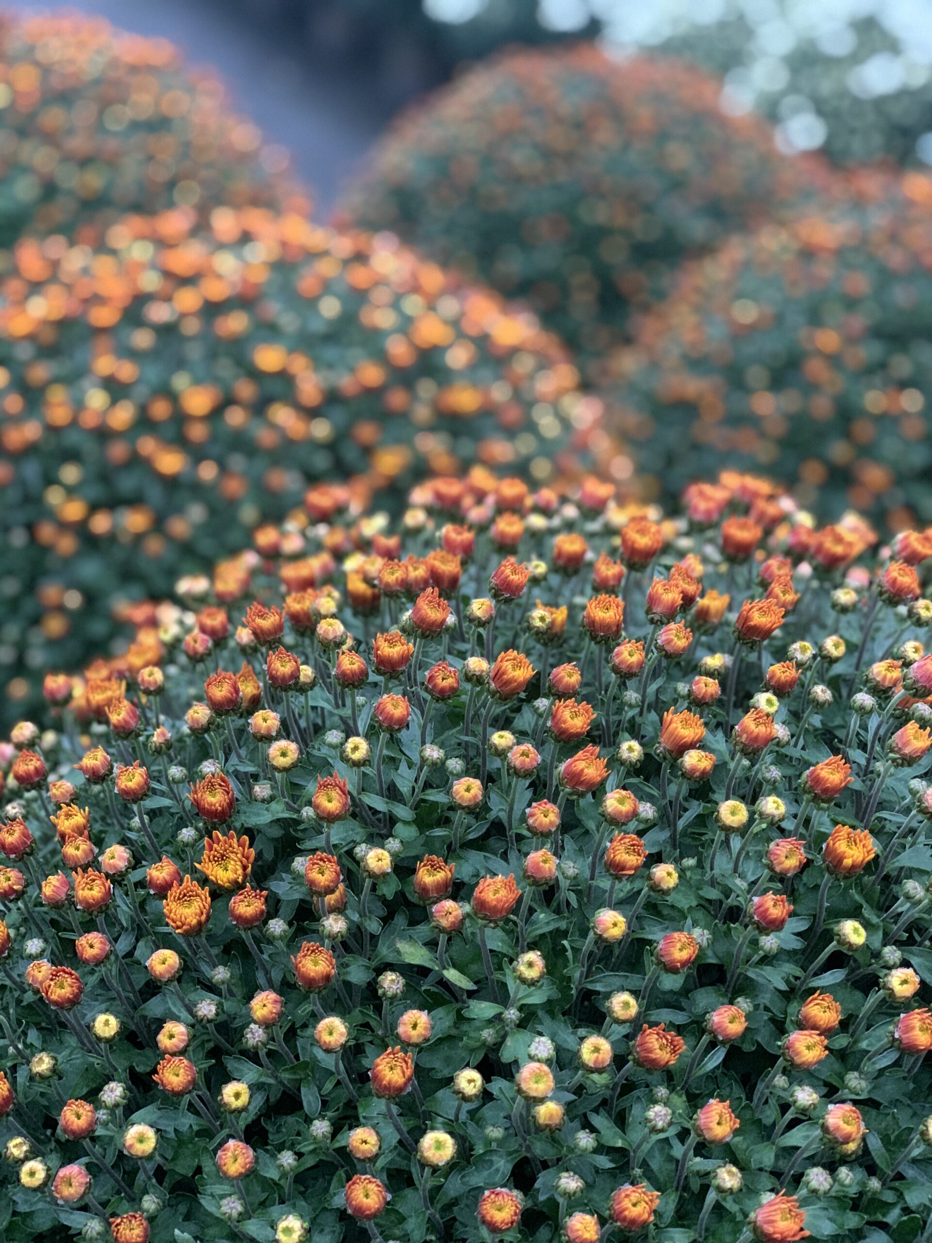 Chrysanthemum Indicum bol dia 50-60 - Image 3