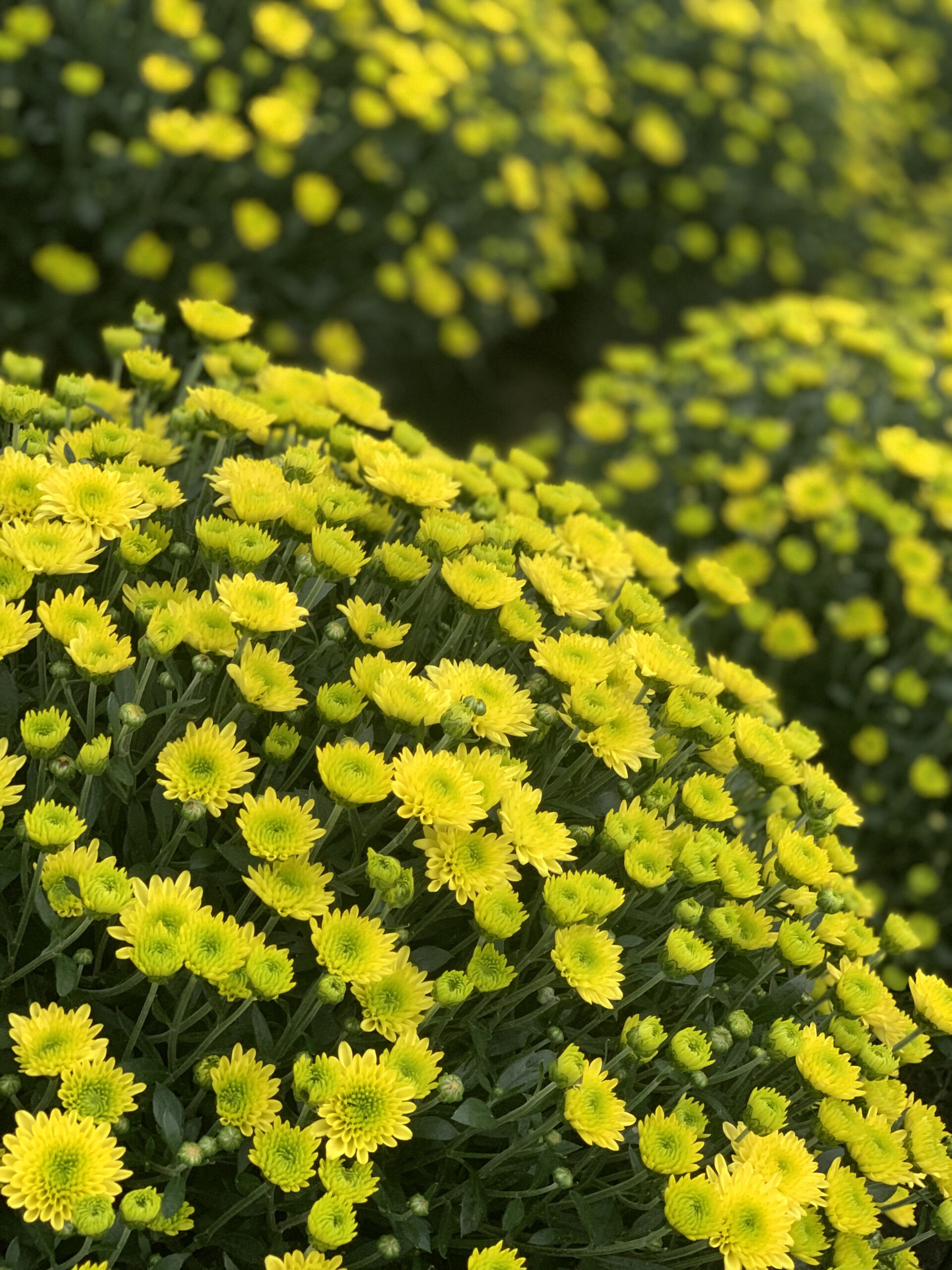 Chrysanthemum Indicum bol dia 50-60 - Image 2