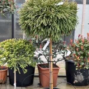 Cryptomeria Japonica Globosa Nana 140 cm