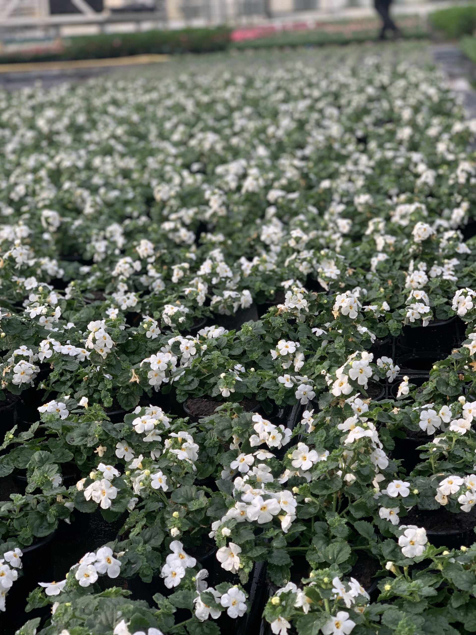 Bacopa wit - Image 2