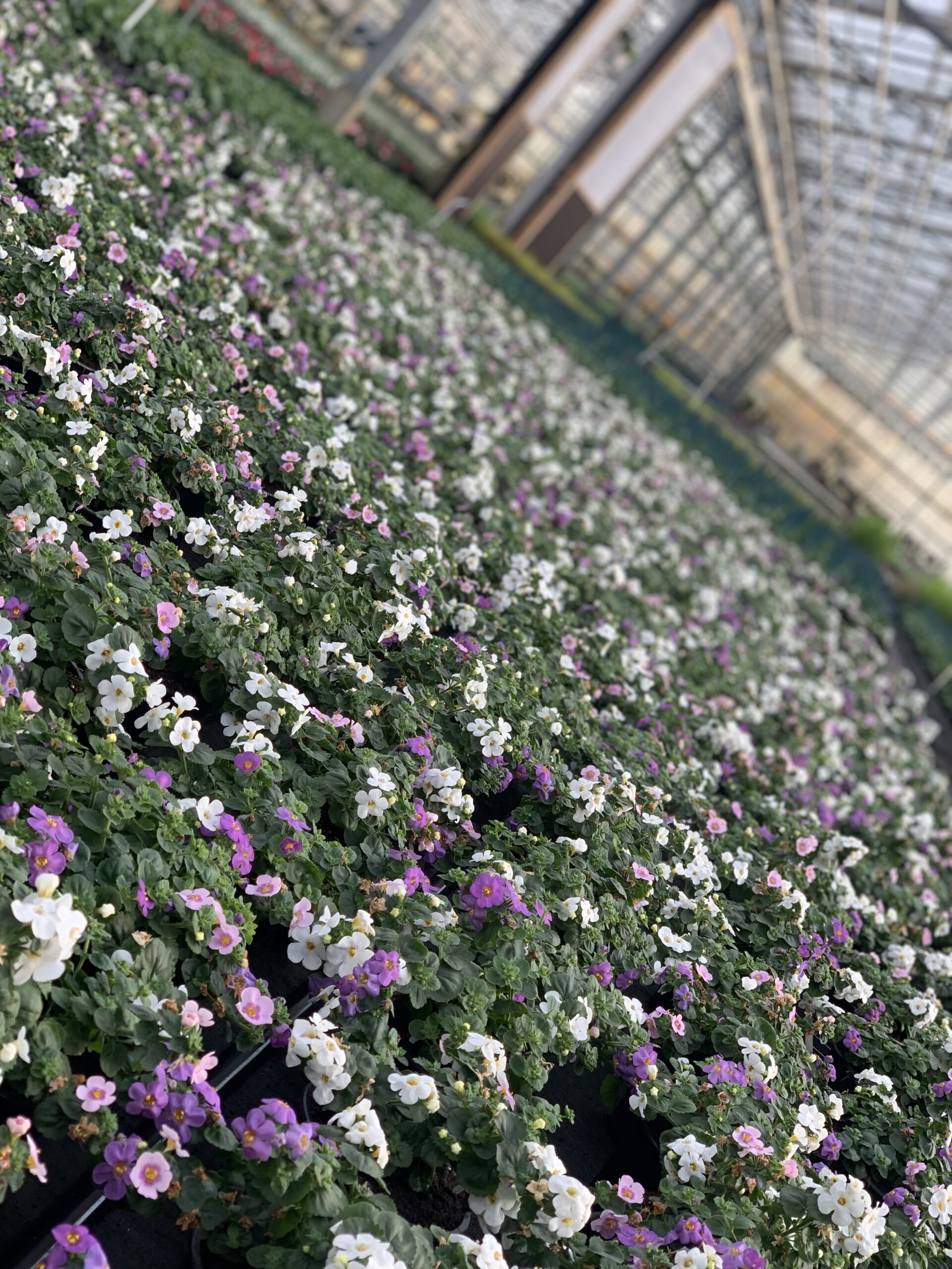 Bacopa Trio - Image 2