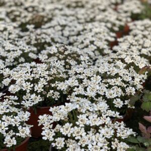 Iberis Sempervirens Snowflake - Scheefkelk
