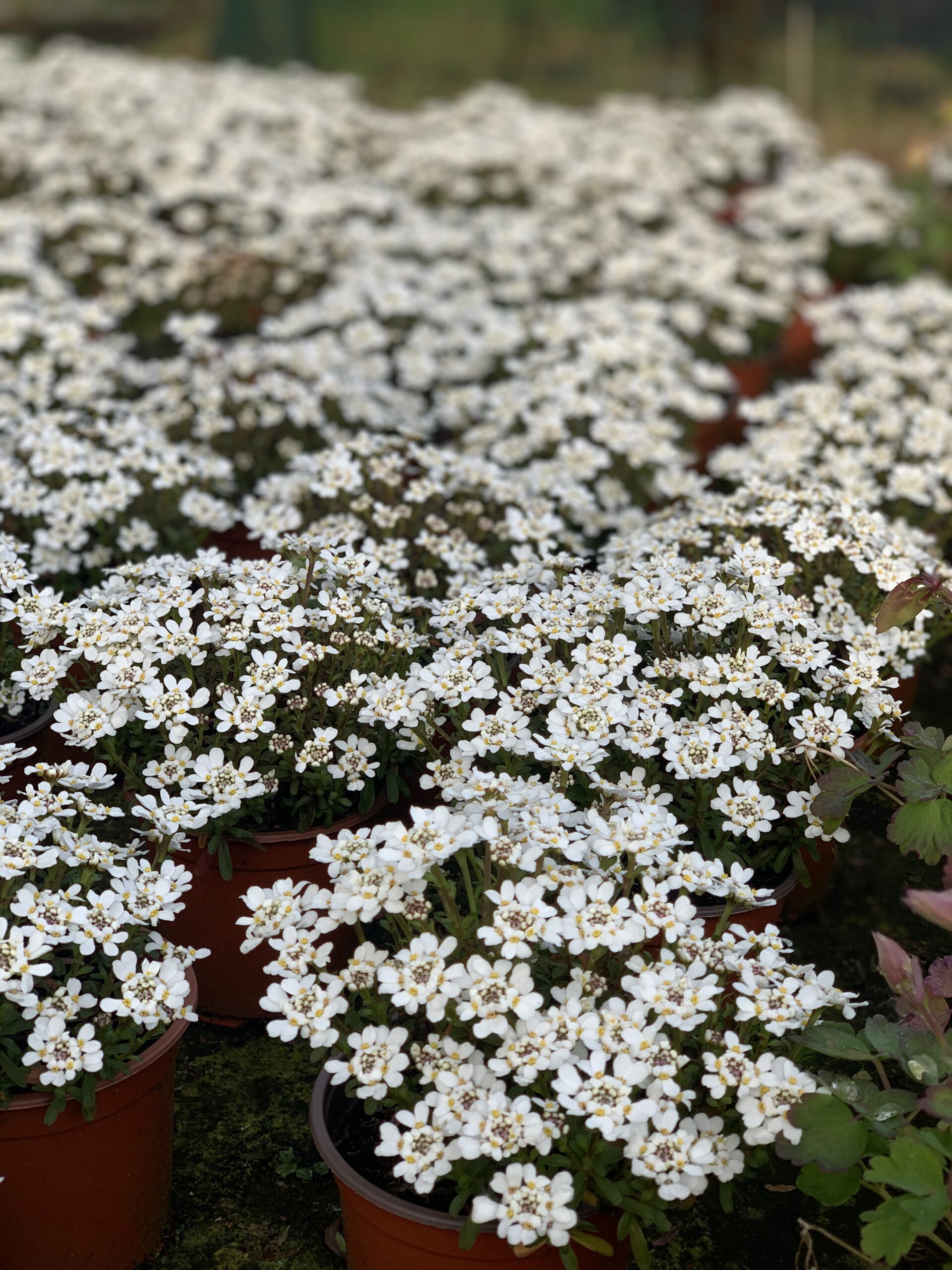 Iberis Sempervirens Snowflake - Scheefkelk