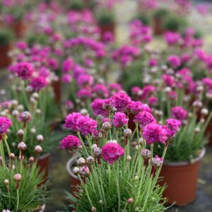 Armeria Maritima Splendens - Engels gras