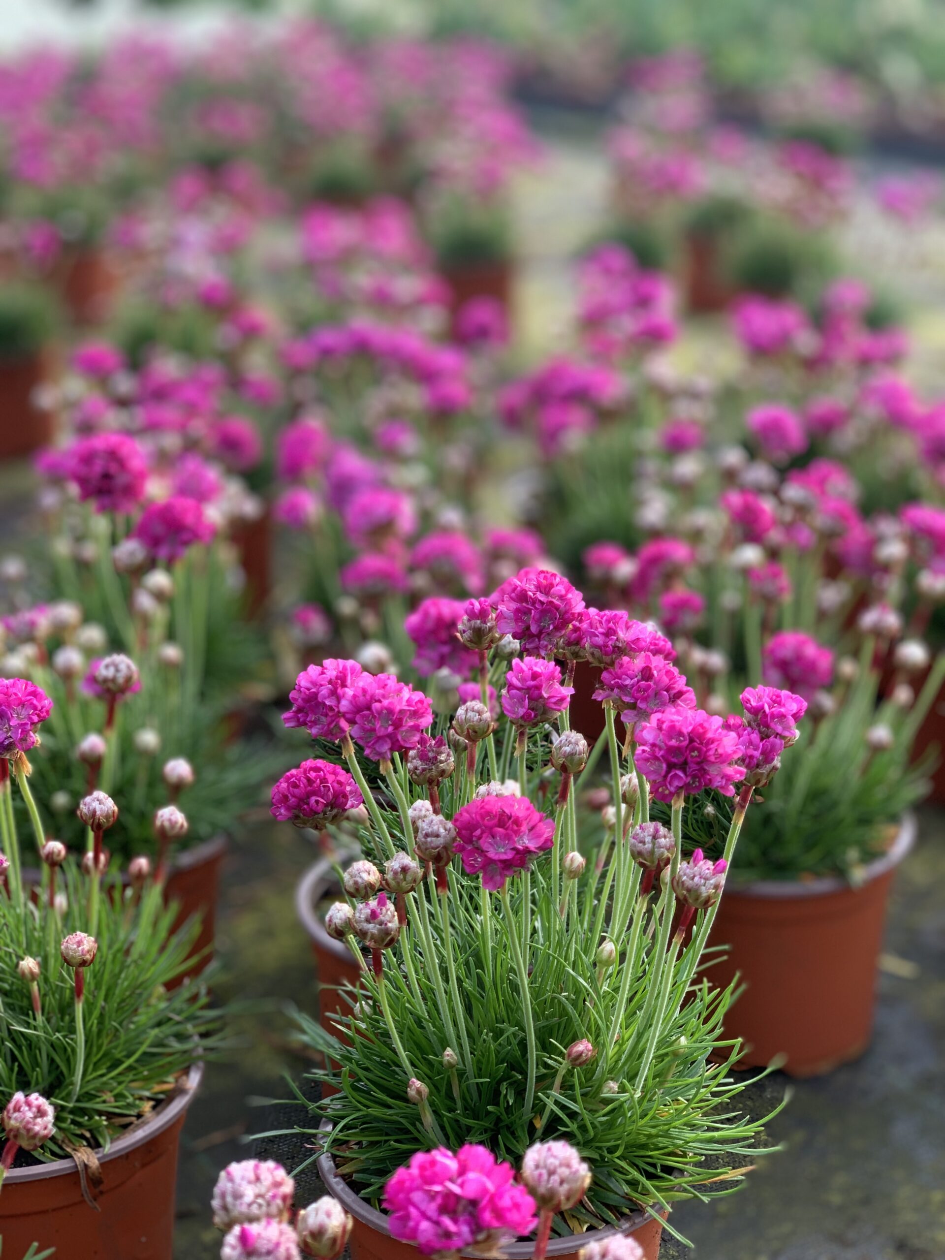 Armeria Maritima Splendens - Engels gras