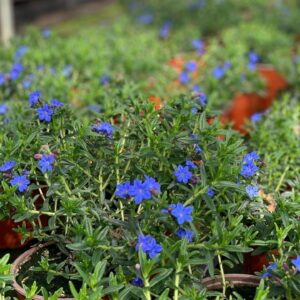 Lithodora diffusa Heavenly Blue