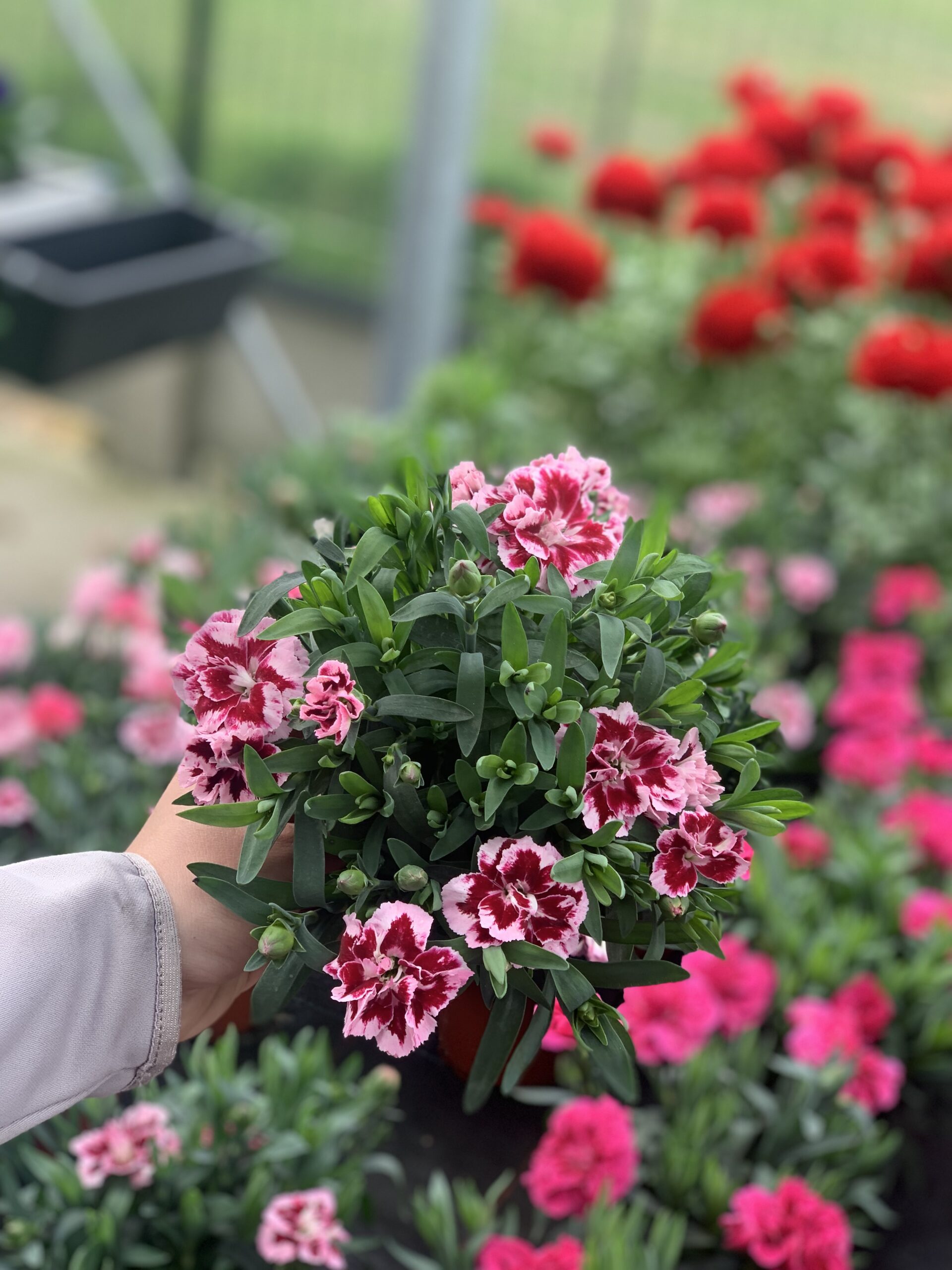 Anjer - Dianthus - Image 2