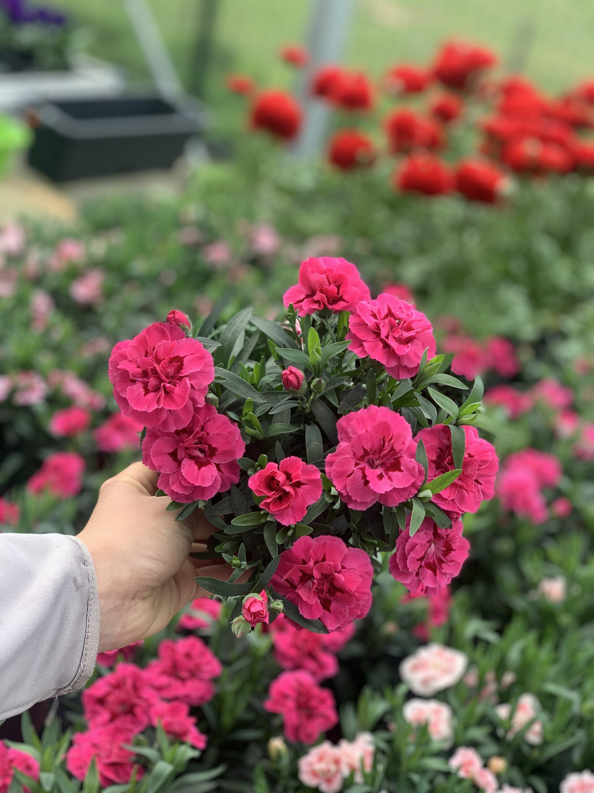 Anjer - Dianthus - Image 3