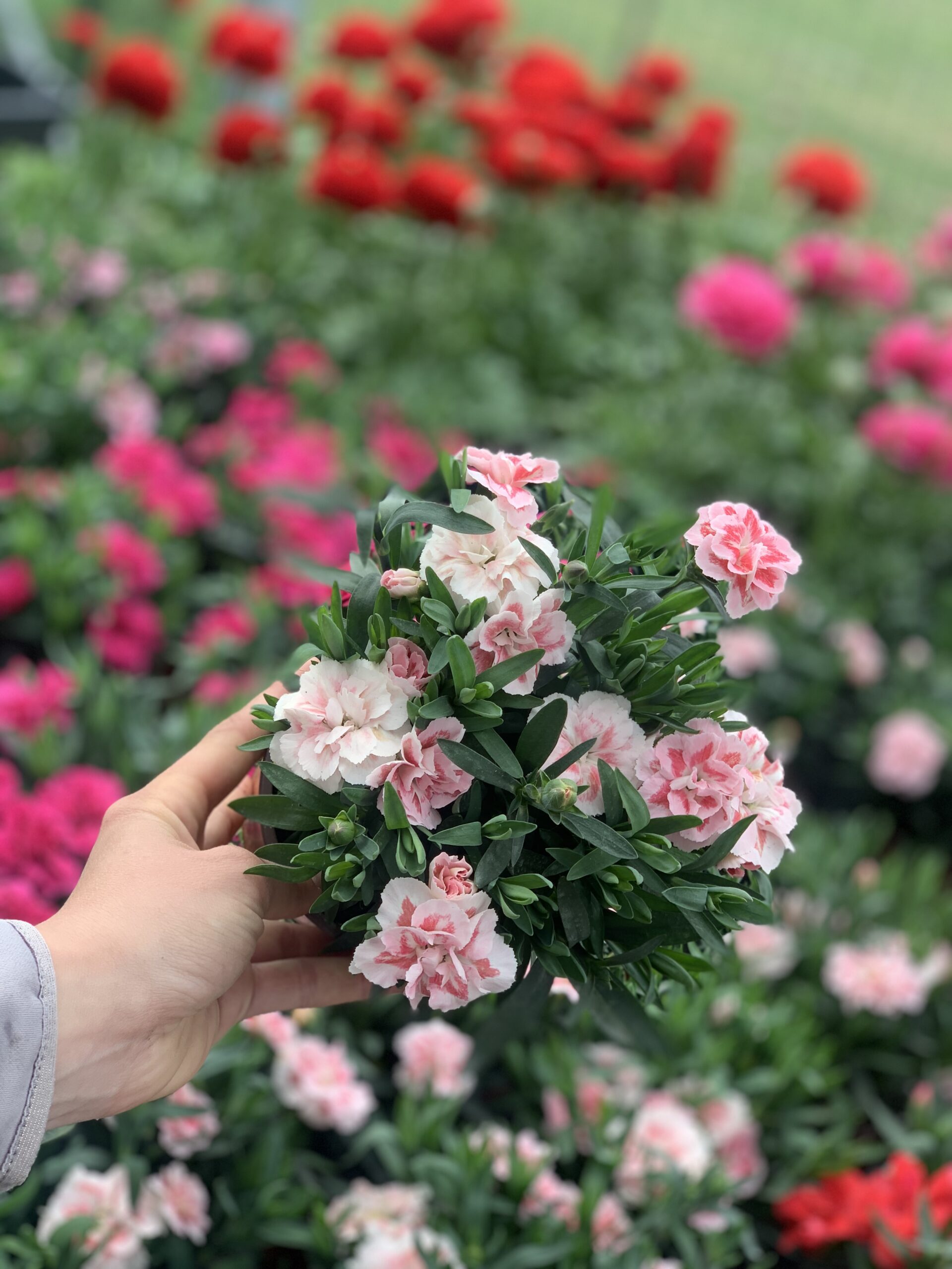 Anjer - Dianthus - Image 4
