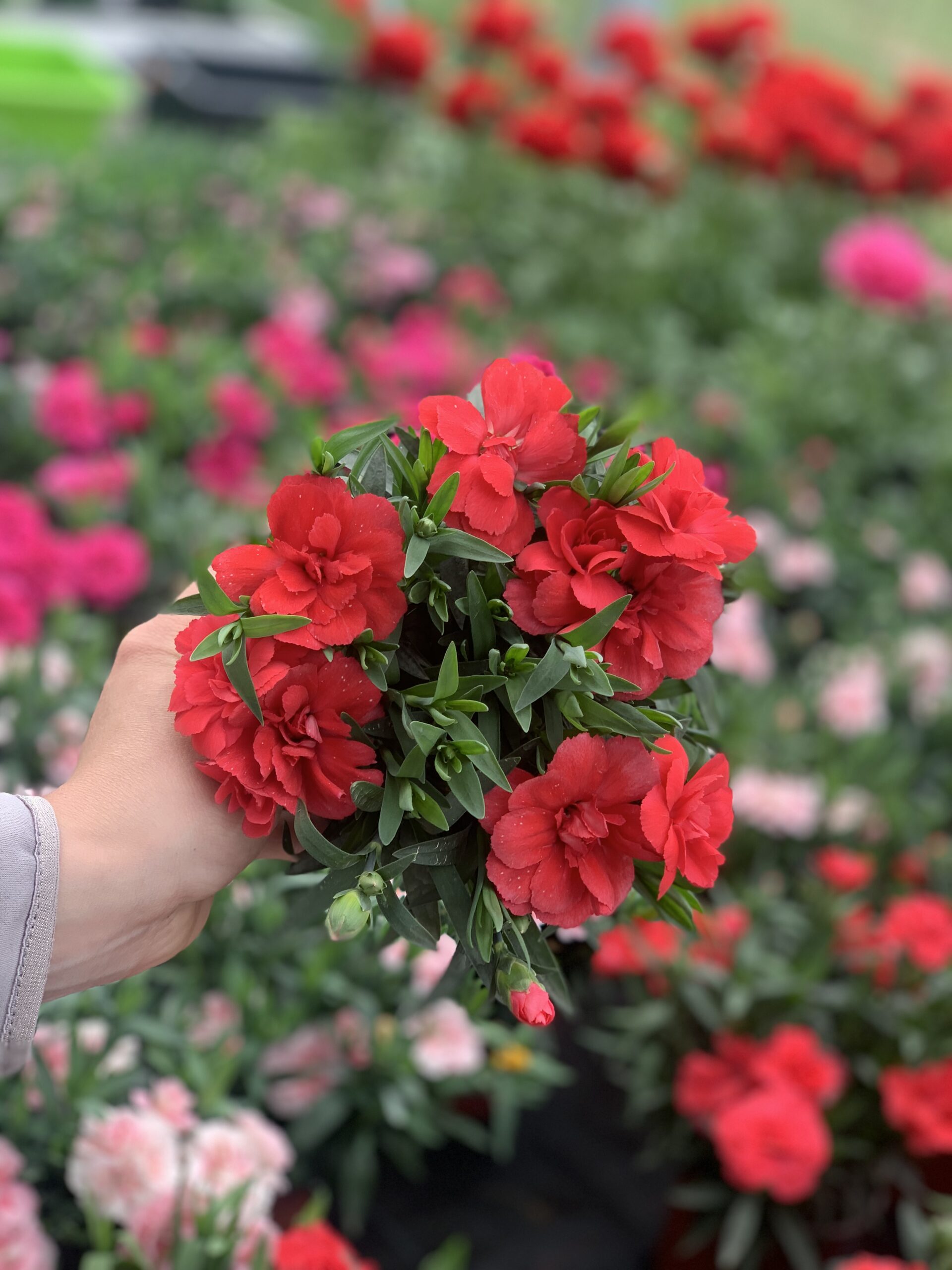 Anjer - Dianthus - Image 5