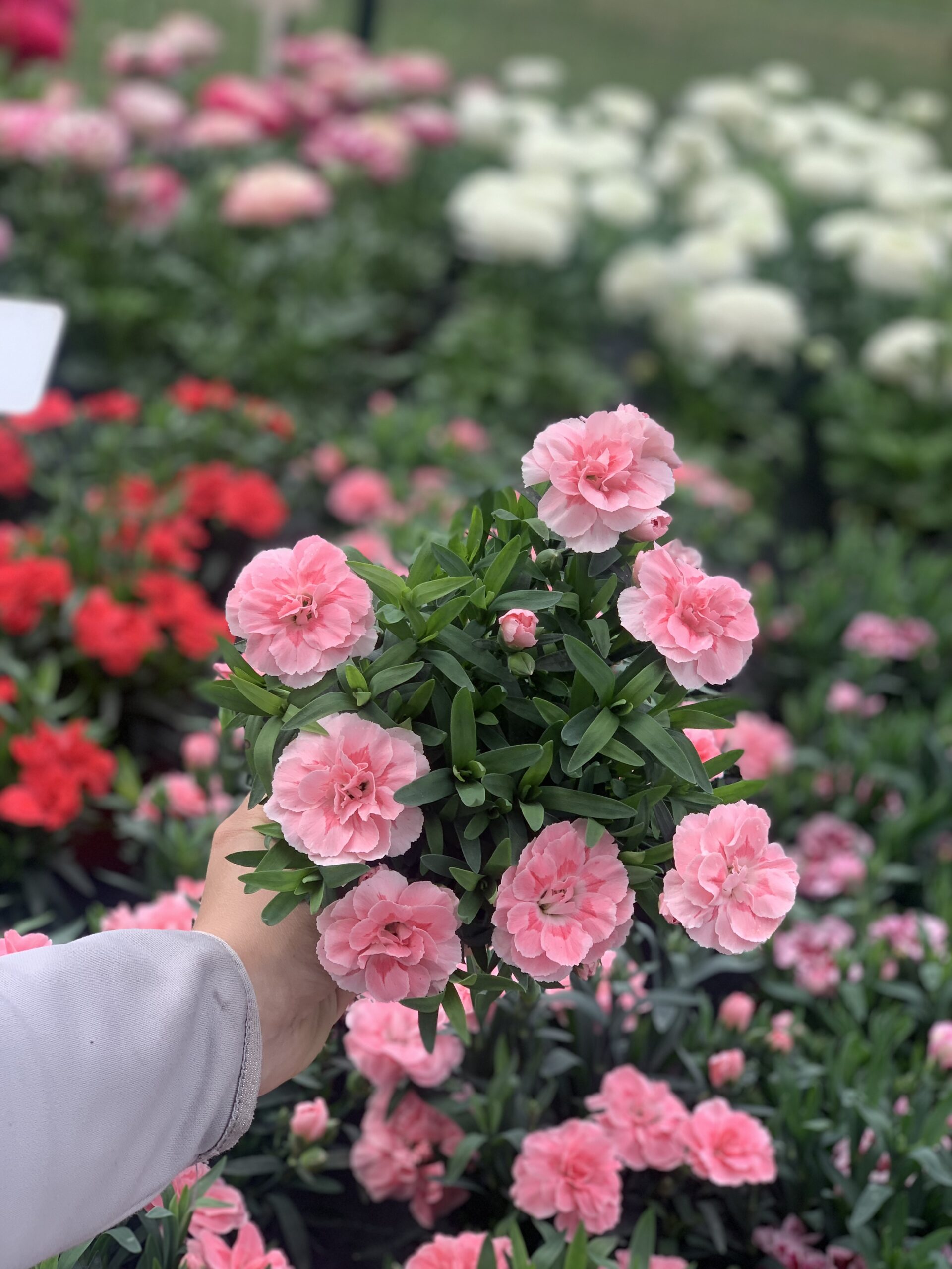 Anjer - Dianthus - Image 6