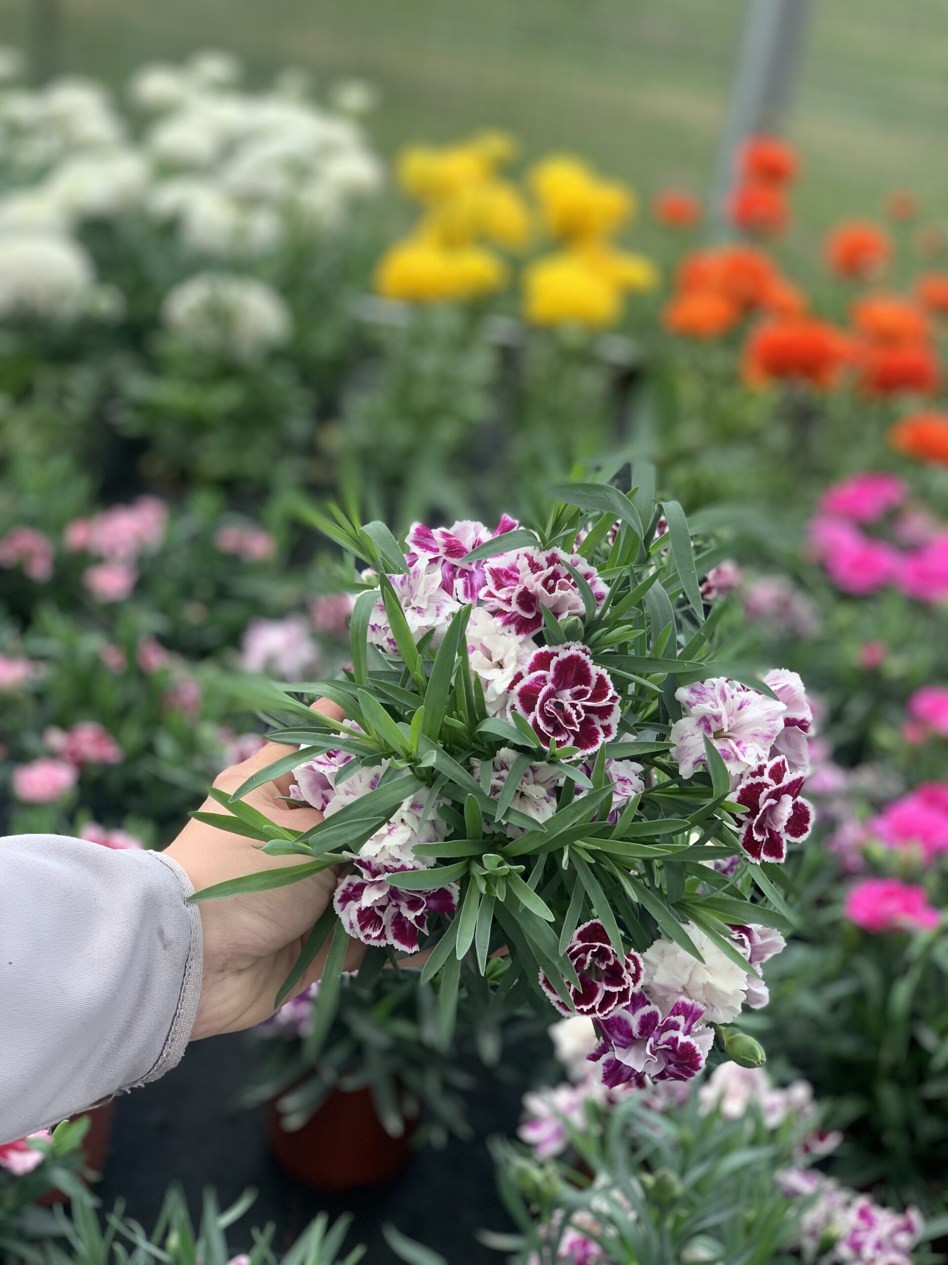 Anjer - Dianthus - Image 7