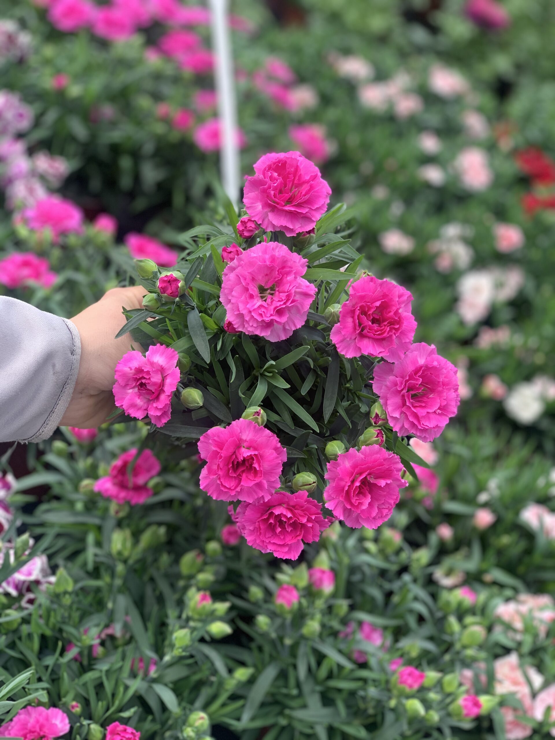Anjer - Dianthus - Image 8