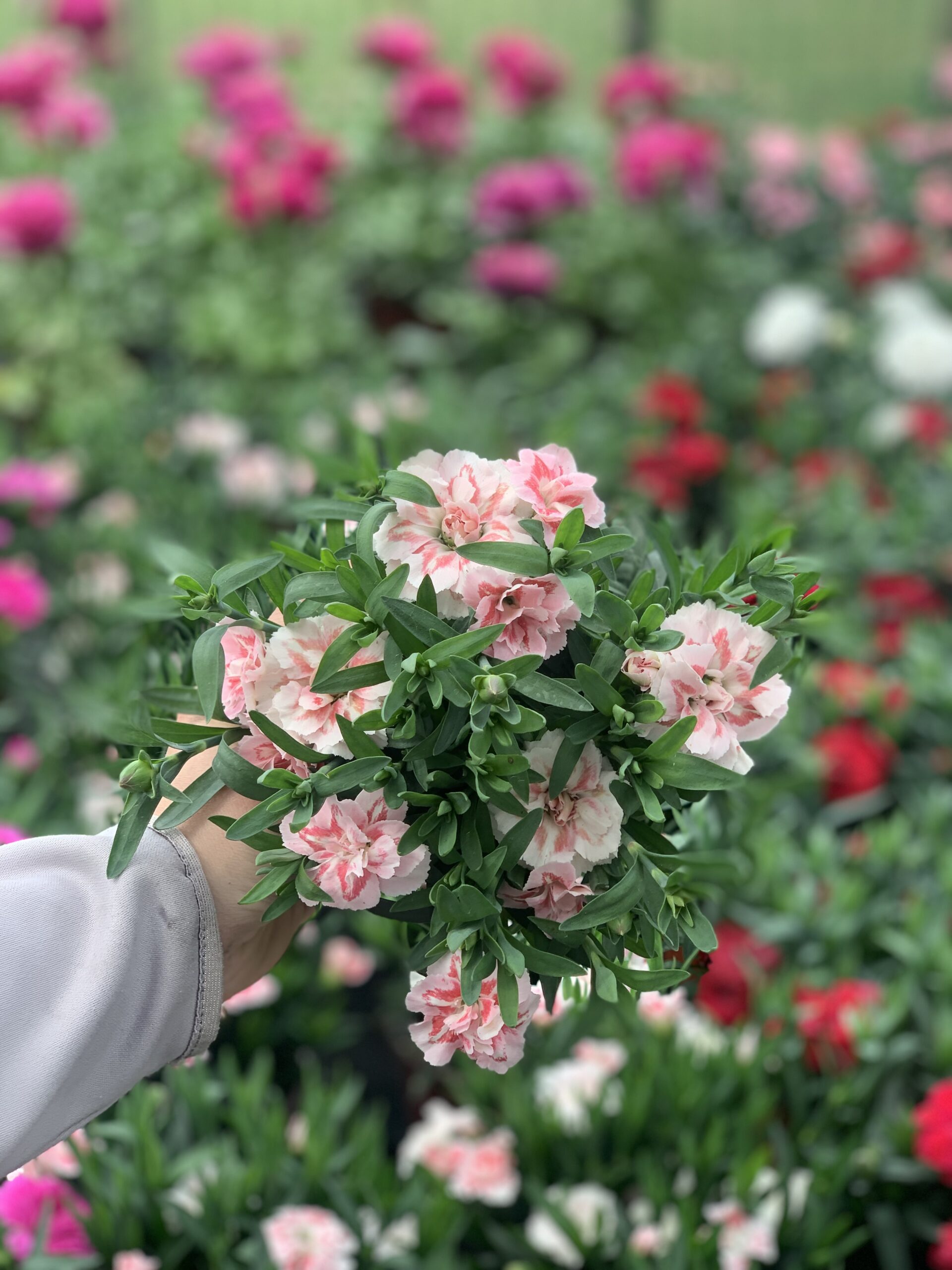 Anjer - Dianthus - Image 9