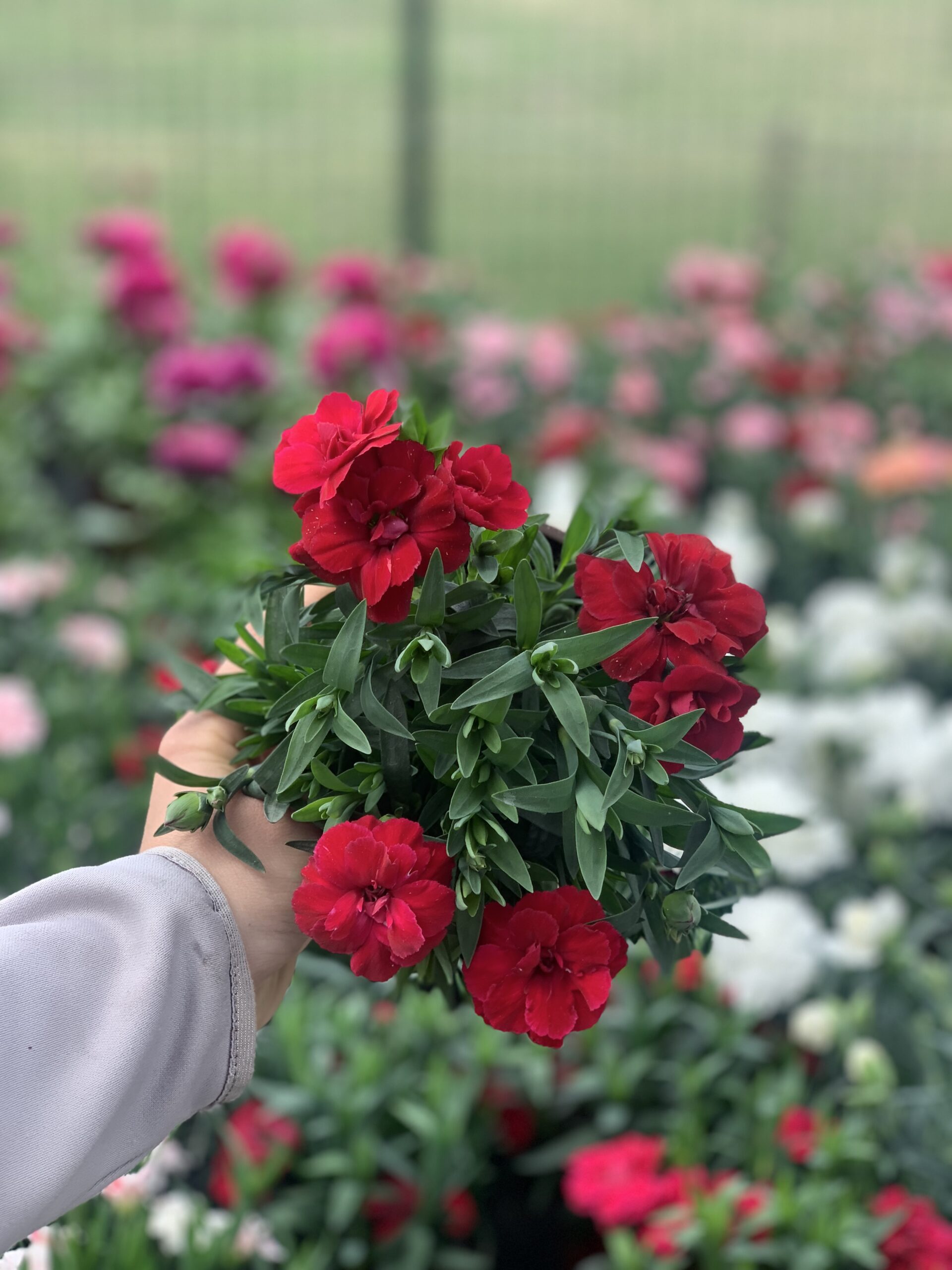 Anjer - Dianthus - Image 10