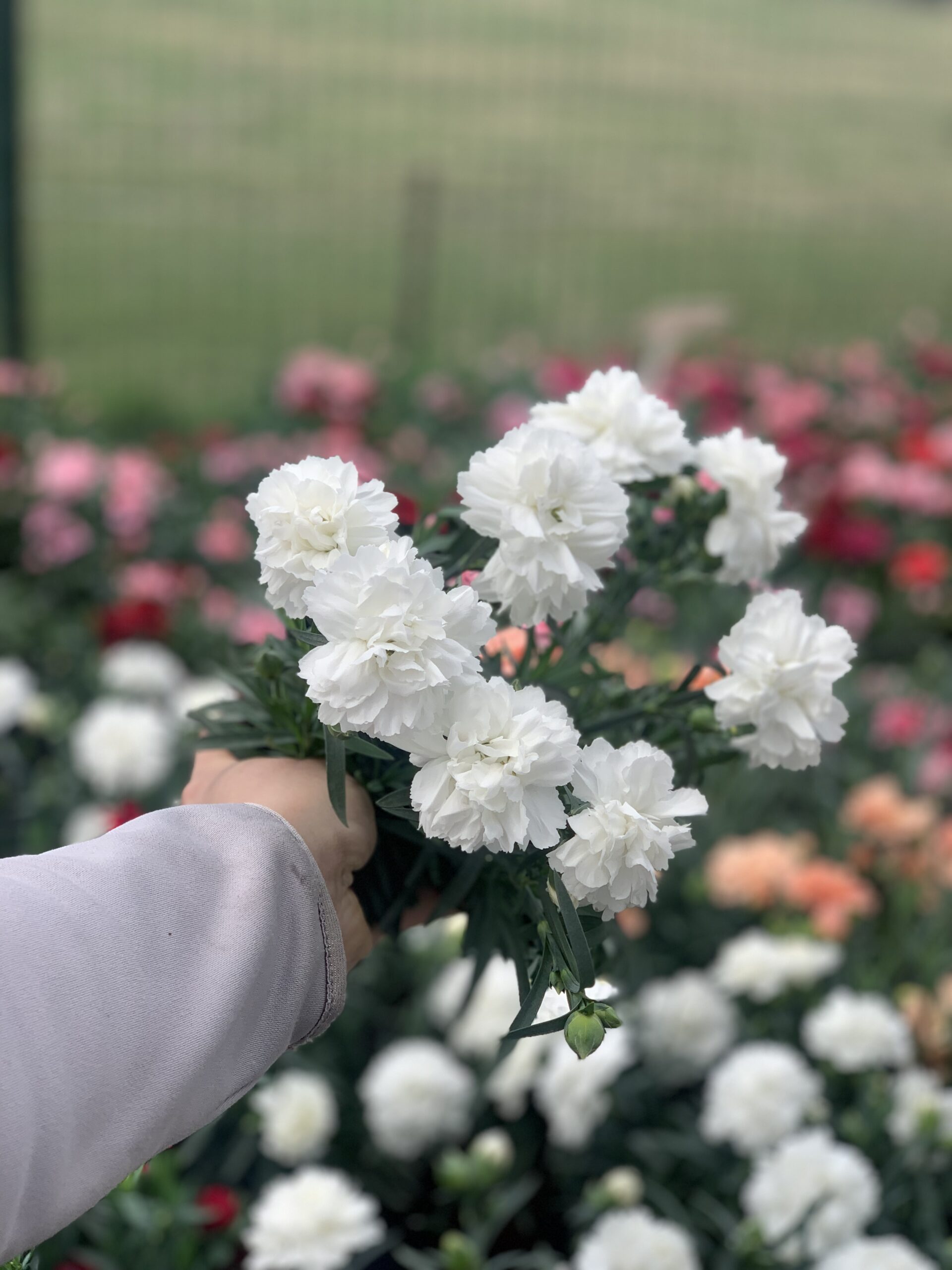 Anjer - Dianthus - Image 11