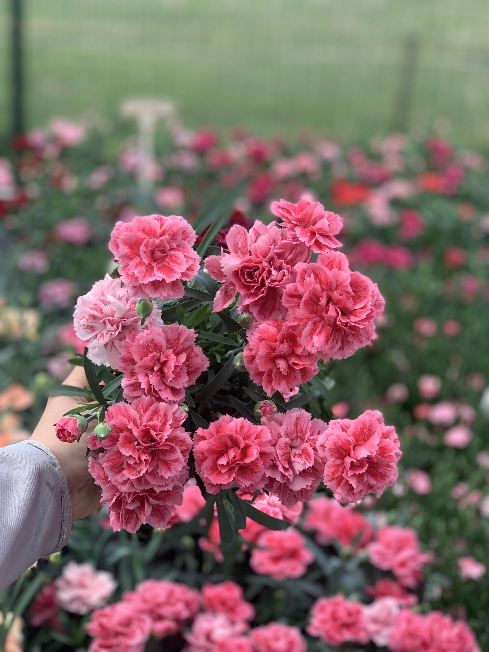 Anjer - Dianthus - Image 12