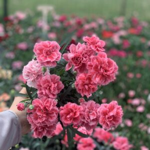 Anjer - Dianthus