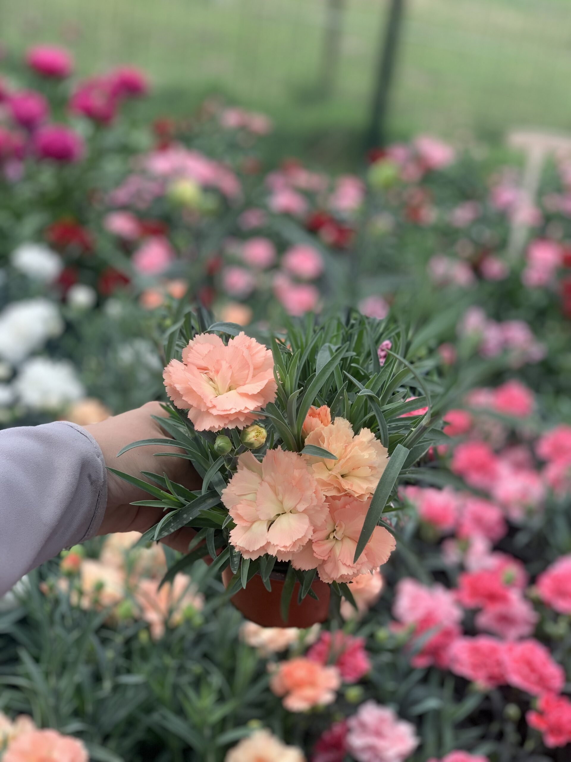 Anjer - Dianthus - Image 13