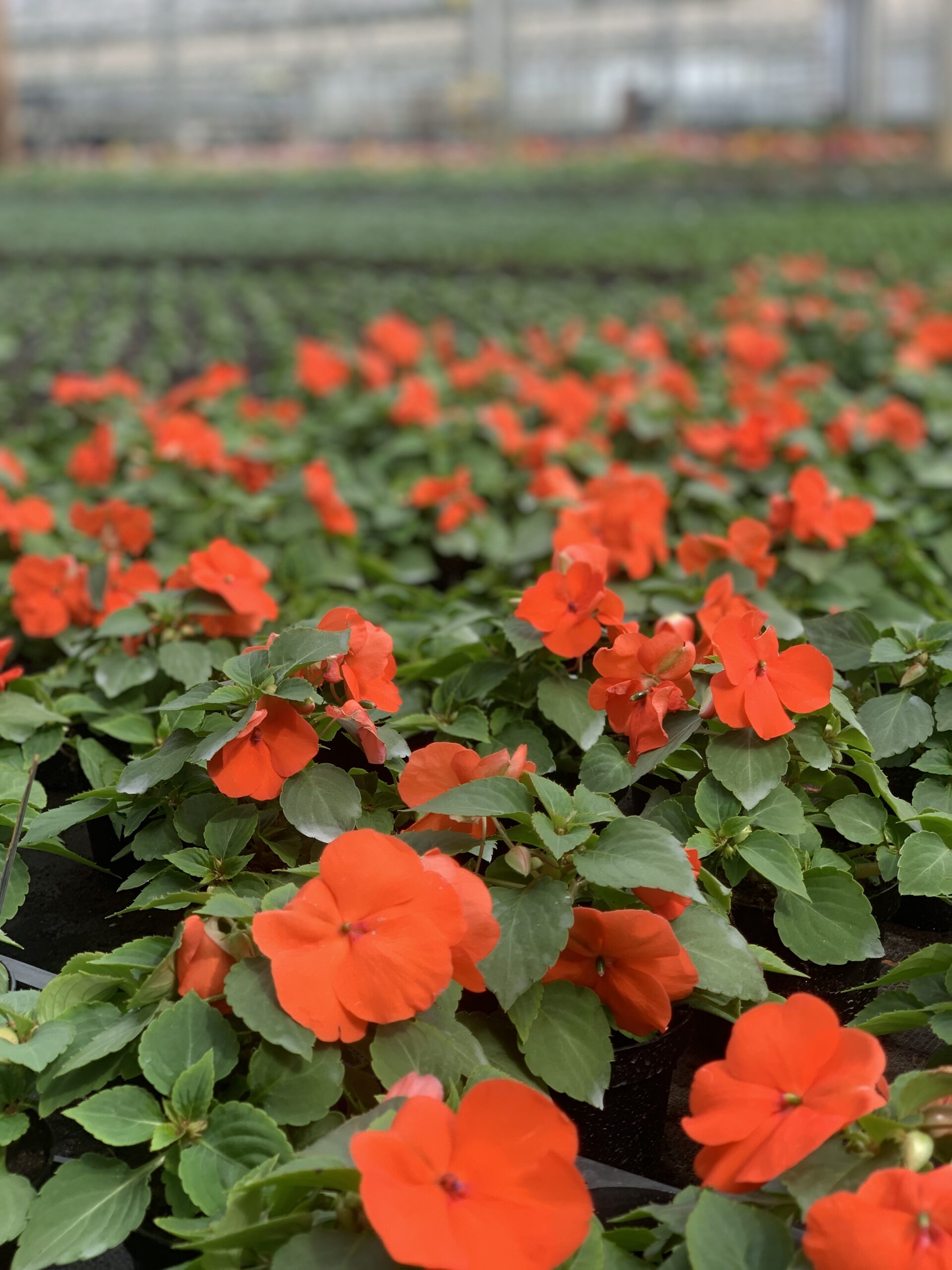 Vlijtig liesje - Impatiens - Image 2