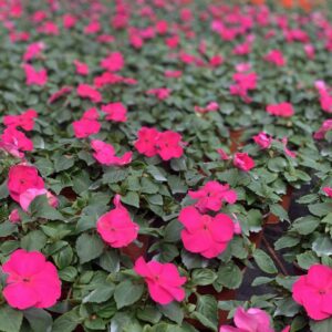 Vlijtig liesje - Impatiens