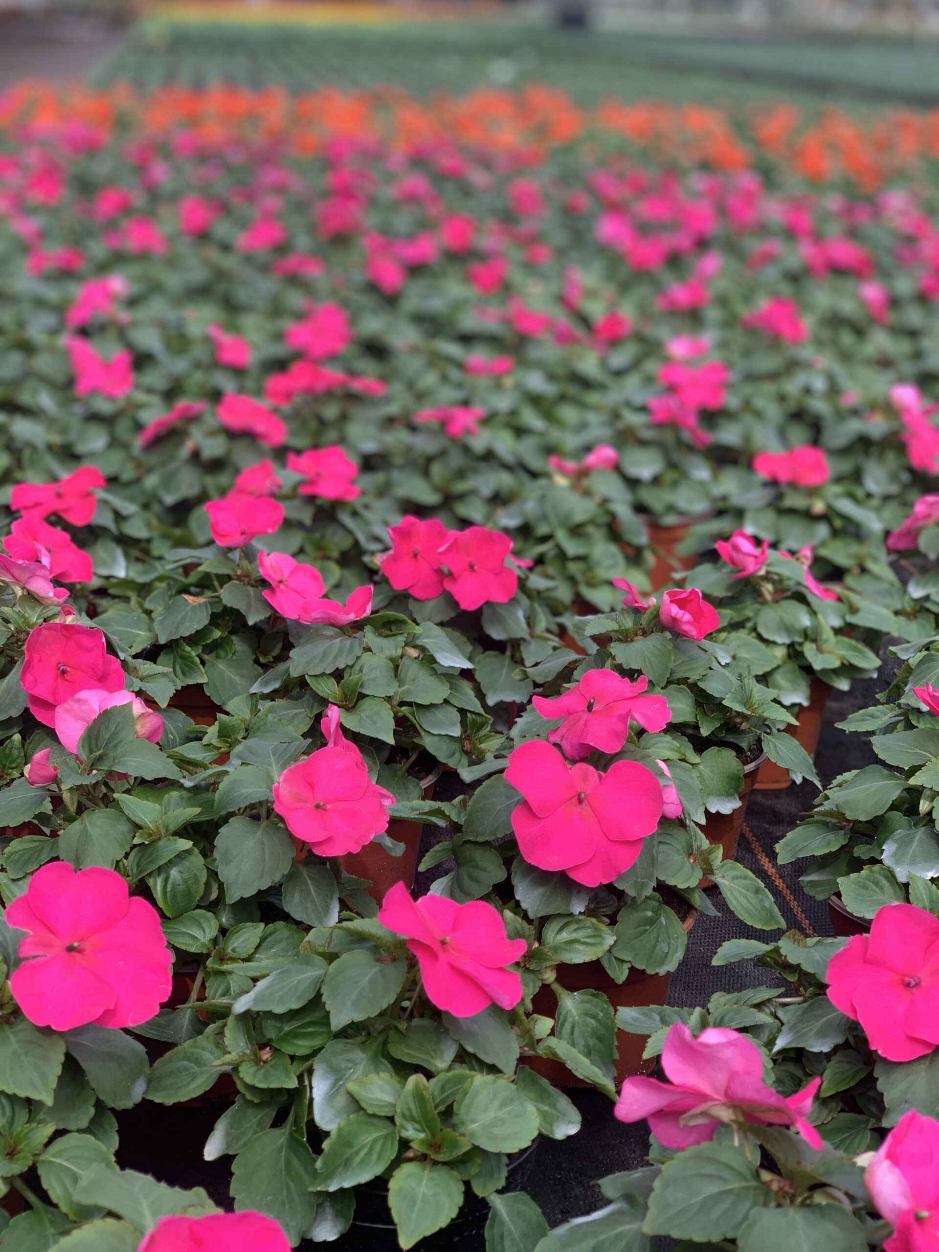 Vlijtig liesje - Impatiens