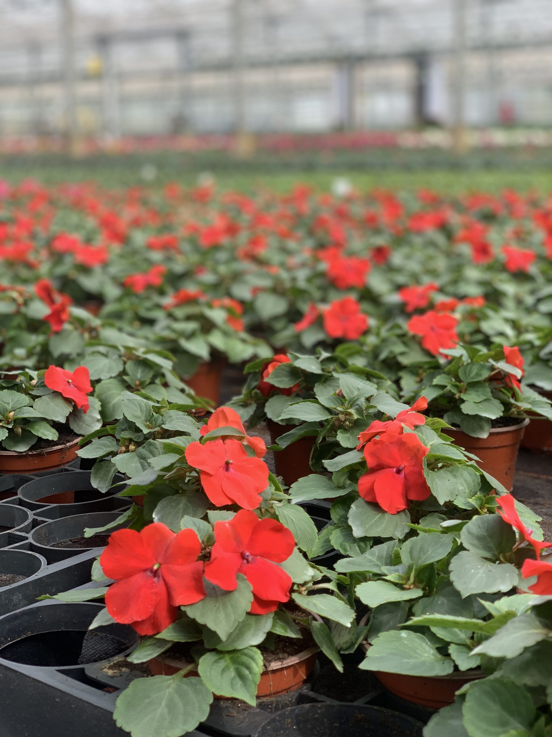 Vlijtig liesje - Impatiens - Image 4