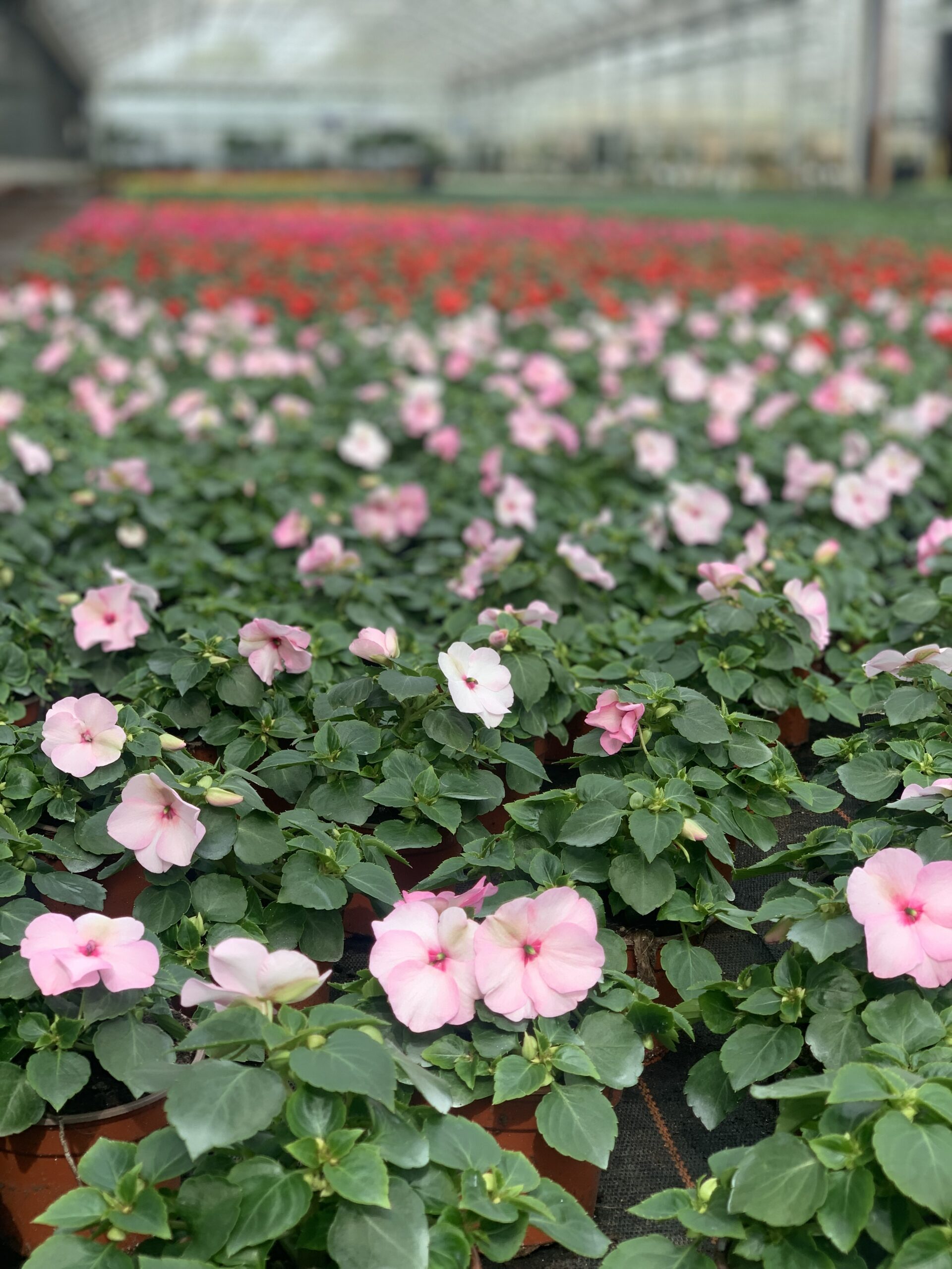 Vlijtig liesje - Impatiens - Image 3