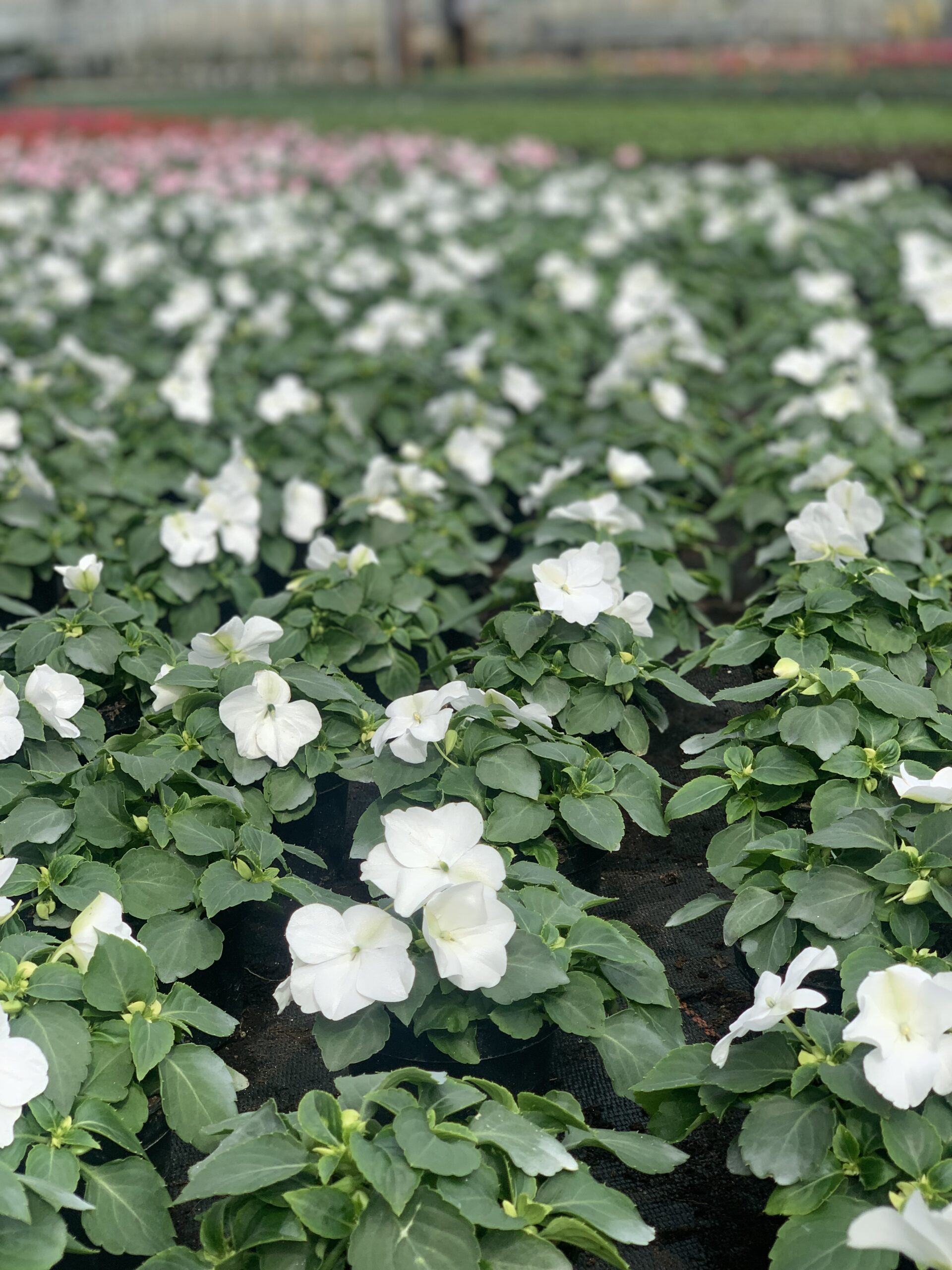 Vlijtig liesje - Impatiens - Image 5