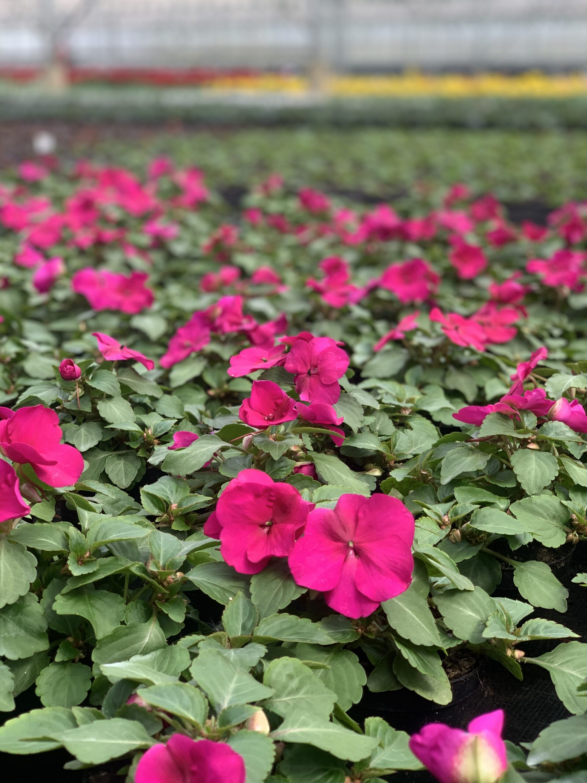 Vlijtig liesje - Impatiens - Image 6