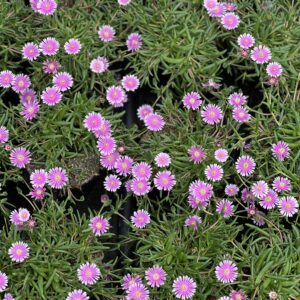 Ijsbloemen - Dorotheantus