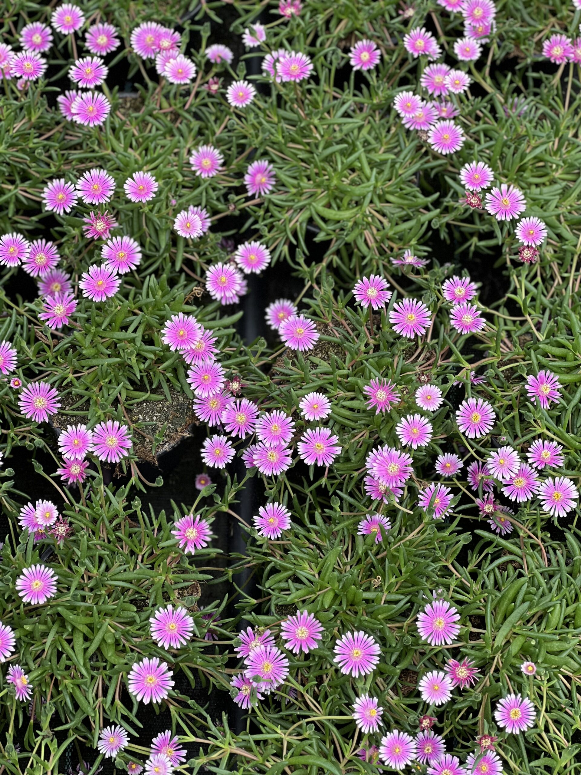 Ijsbloemen - Dorotheantus