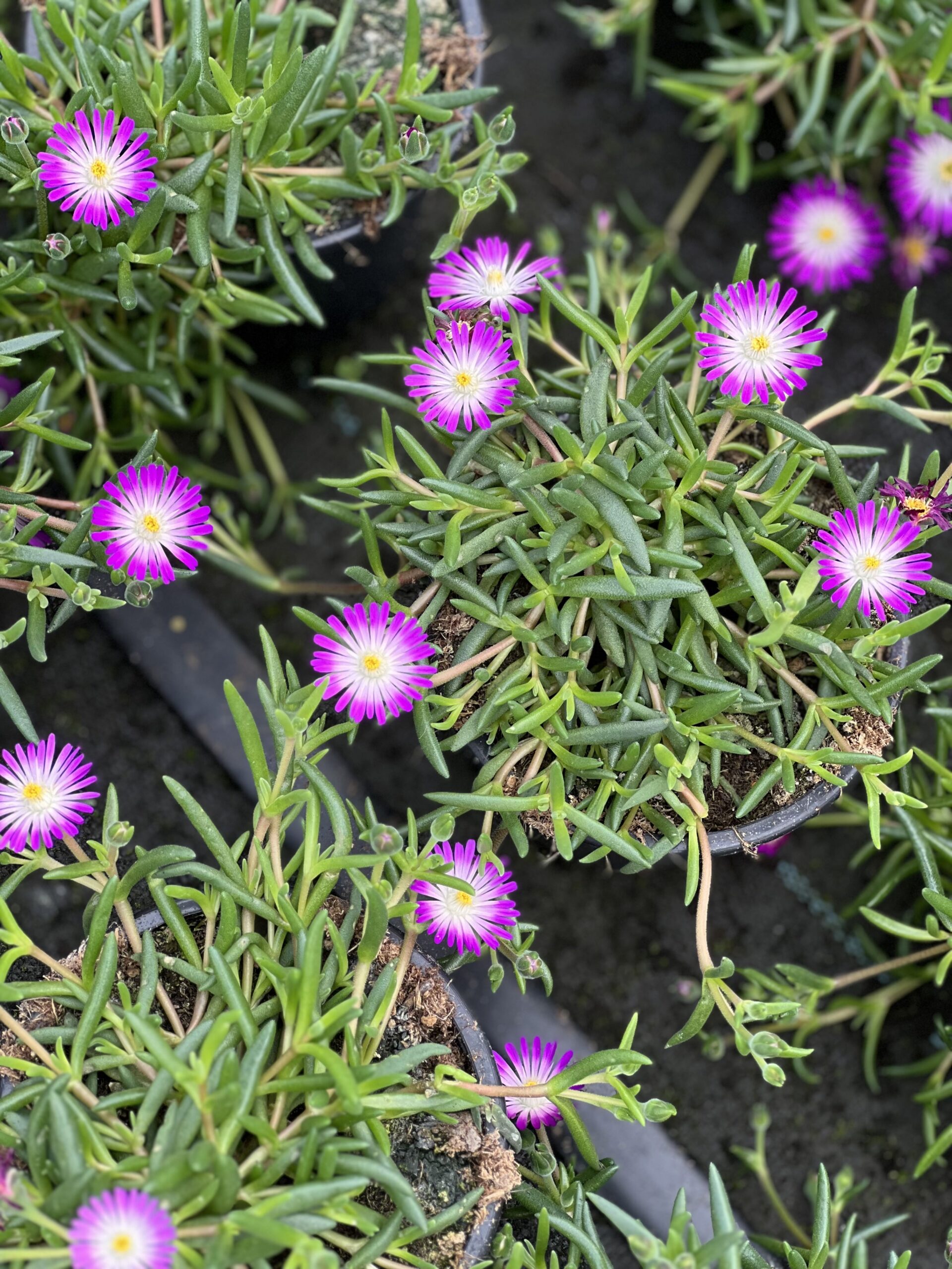 Ijsbloemen - Dorotheantus - Image 5