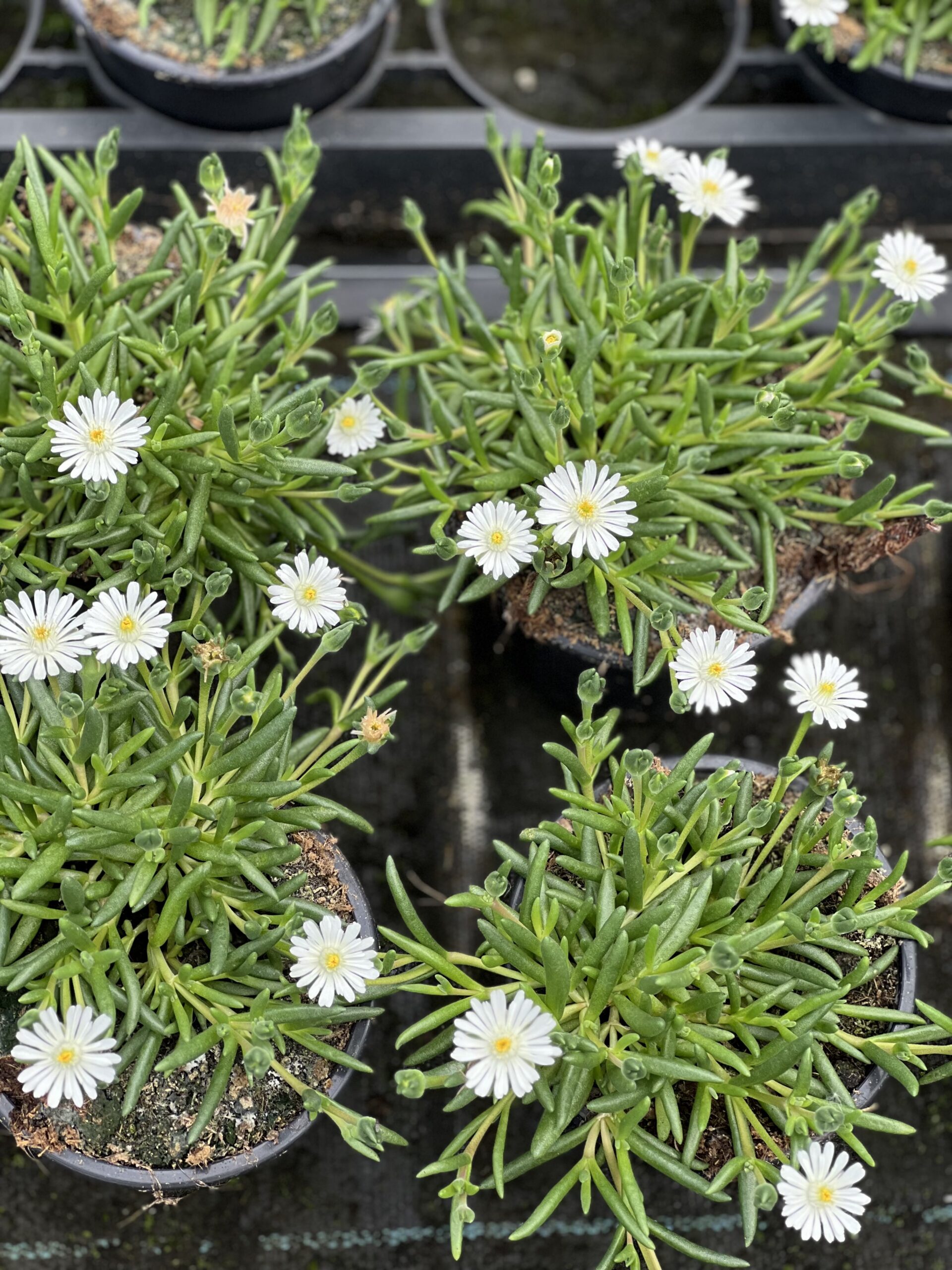 Ijsbloemen - Dorotheantus - Image 4