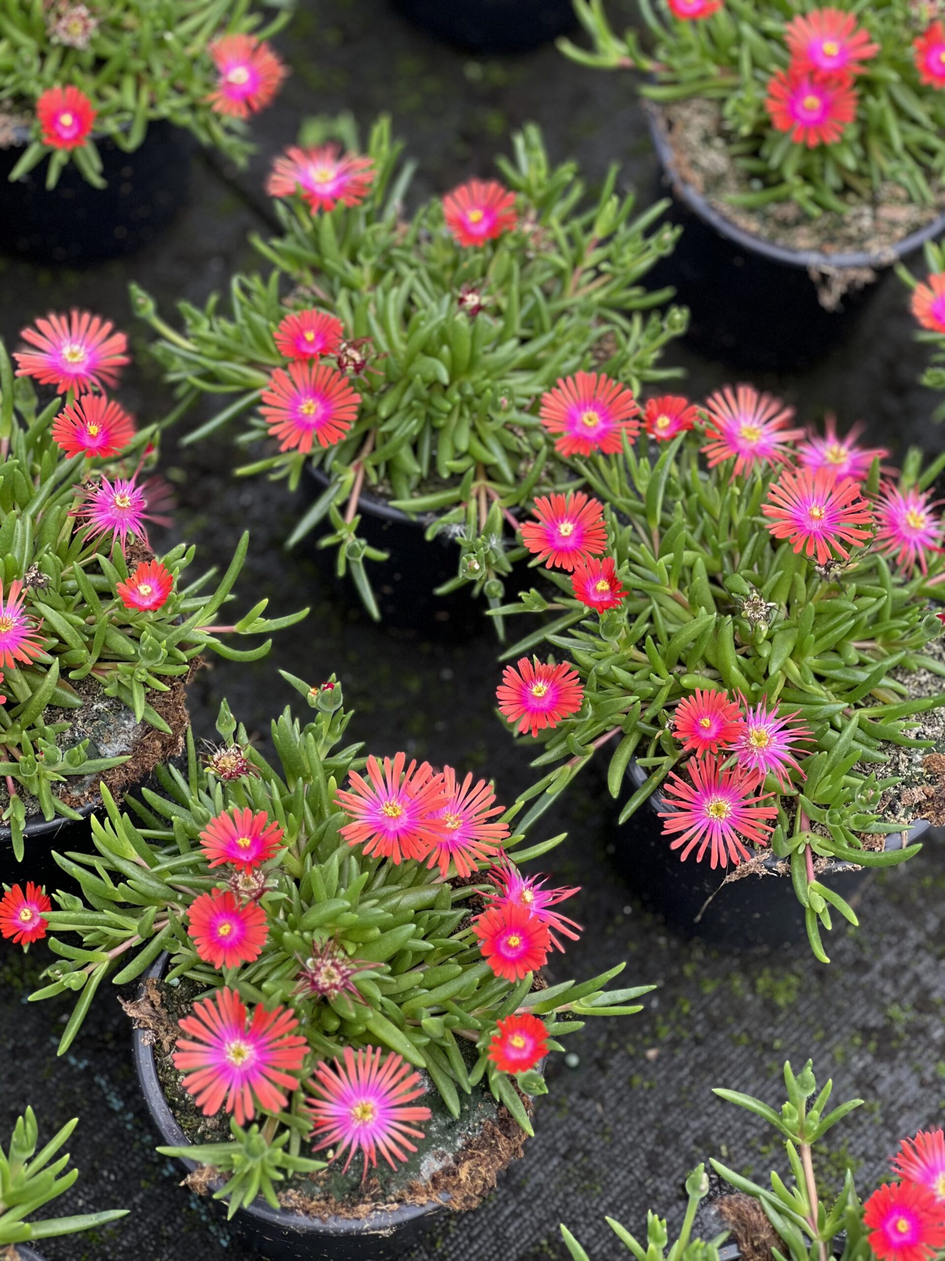 Ijsbloemen - Dorotheantus - Image 3
