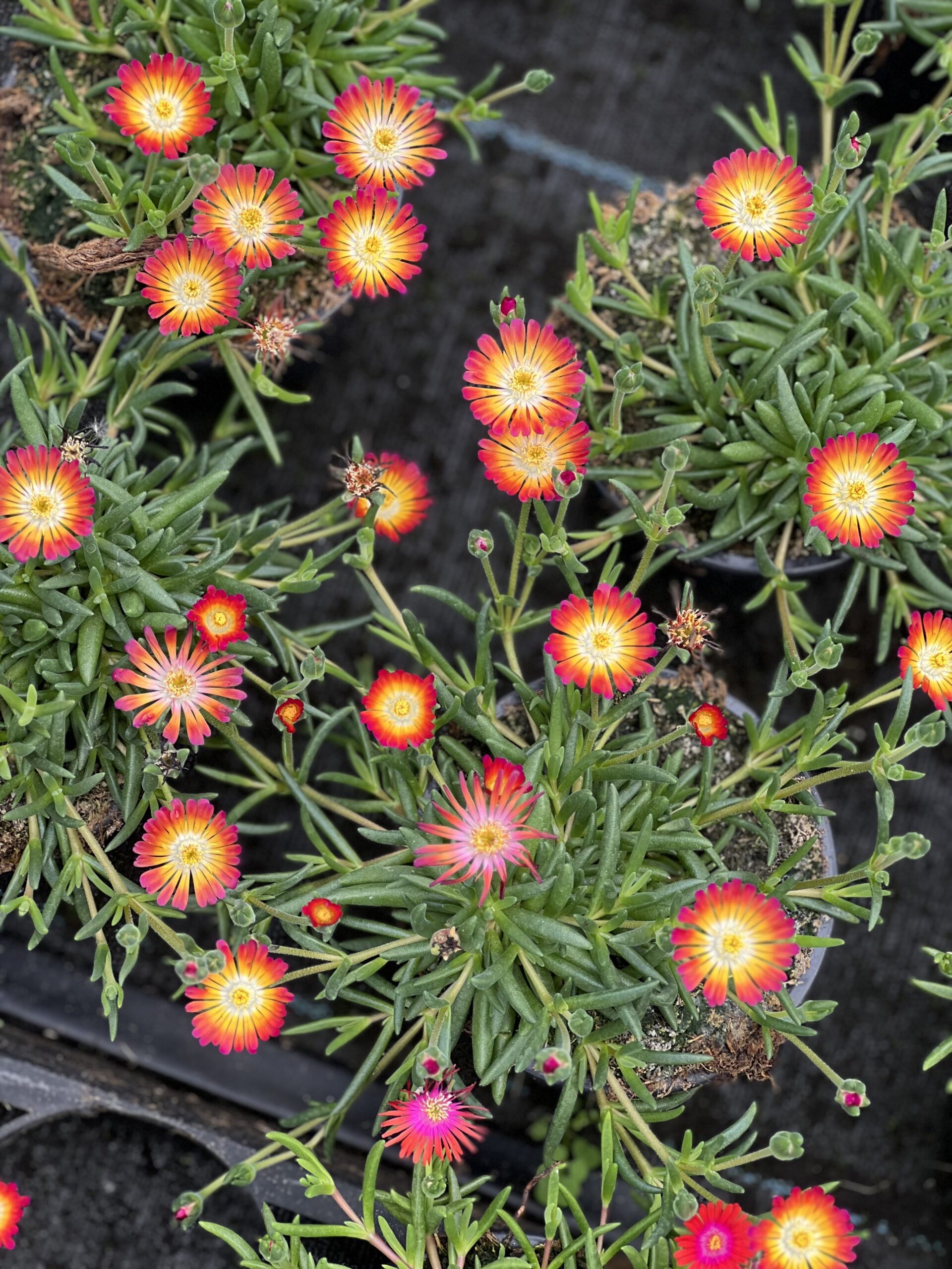 Ijsbloemen - Dorotheantus - Image 2
