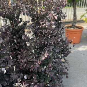 Loropetalum Chinense - Heksenstruik
