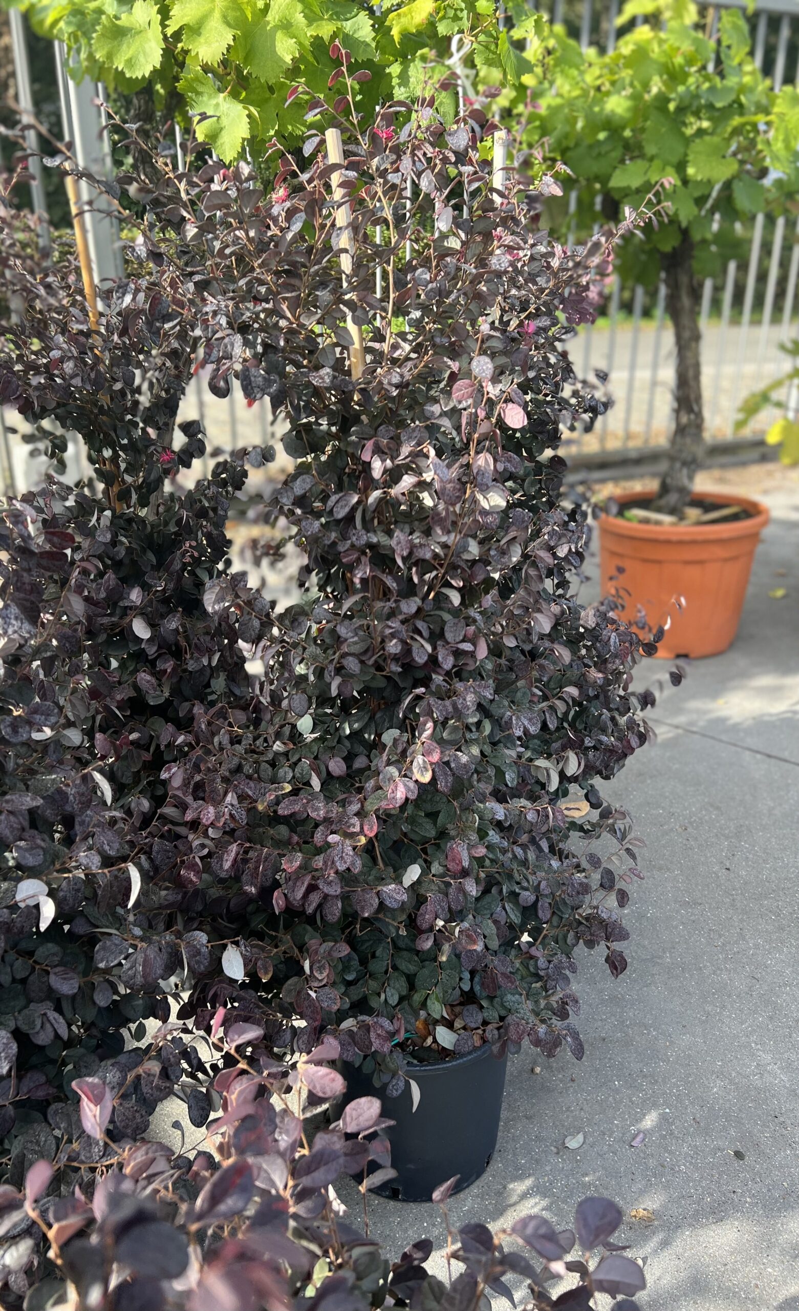 Loropetalum Chinense - Heksenstruik