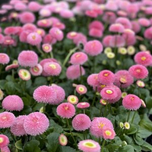 Bellis Perennis - Bellis Pomponette